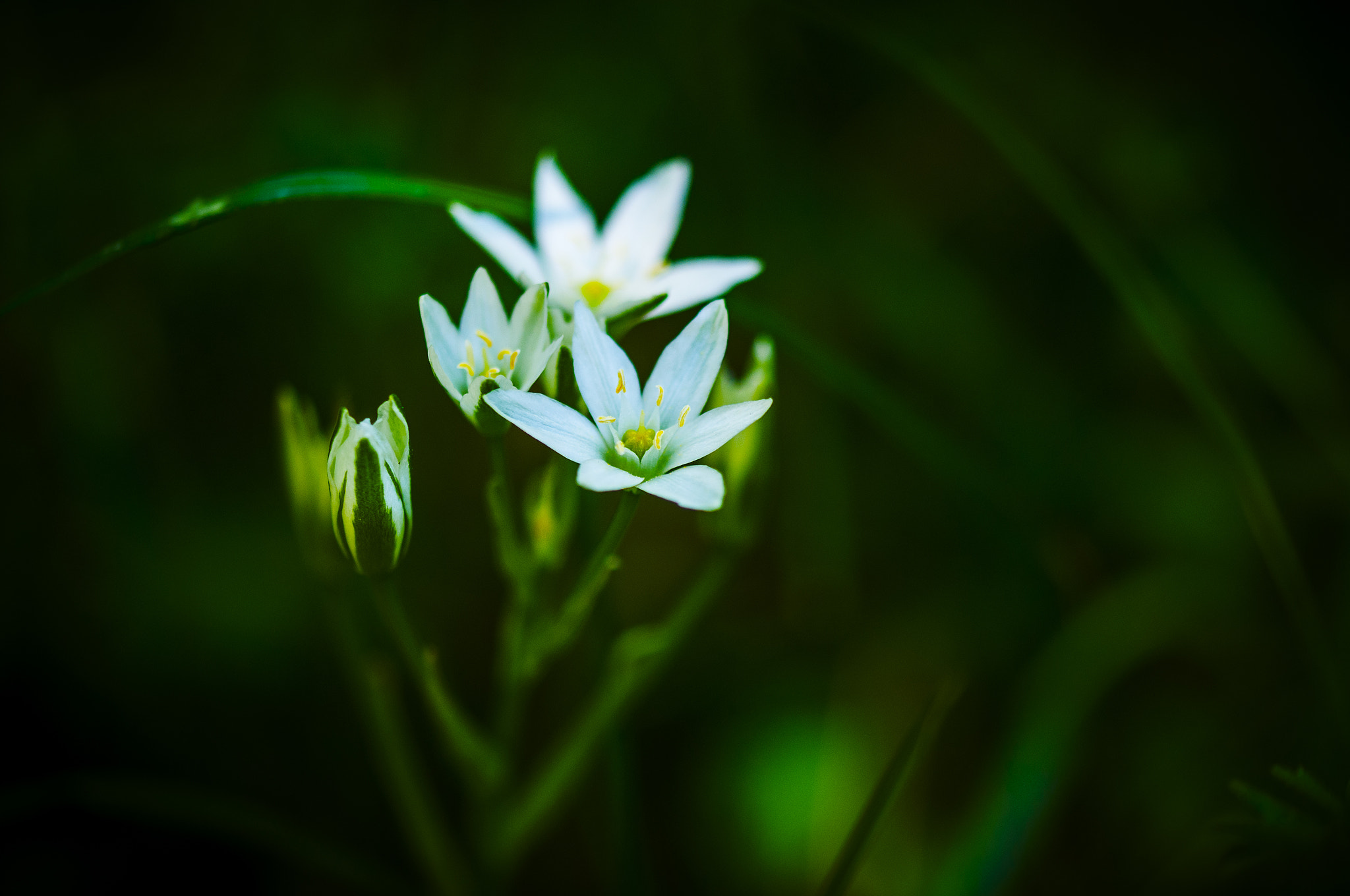 Sigma 105mm F2.8 EX DG OS HSM sample photo. Luz1 photography