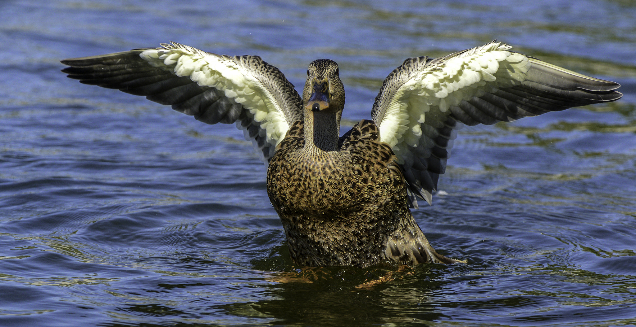 Nikon D600 sample photo. "flaps down" photography
