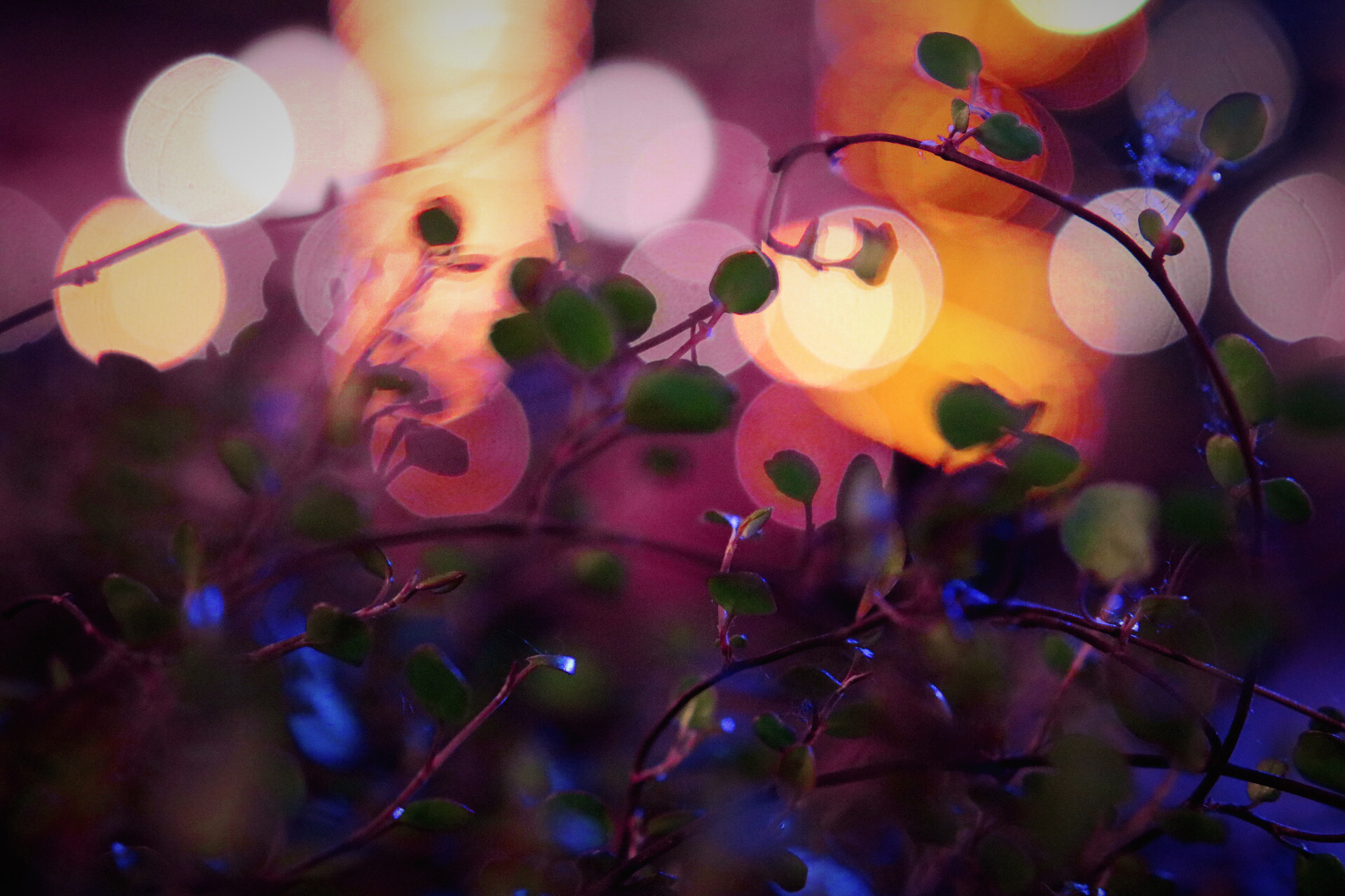 Sigma 18-35mm f/1.8 DC HSM sample photo. Color magic photography