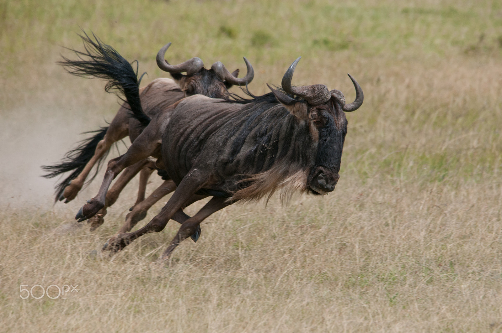 Sigma 150-500mm F5-6.3 DG OS HSM sample photo. The chase photography