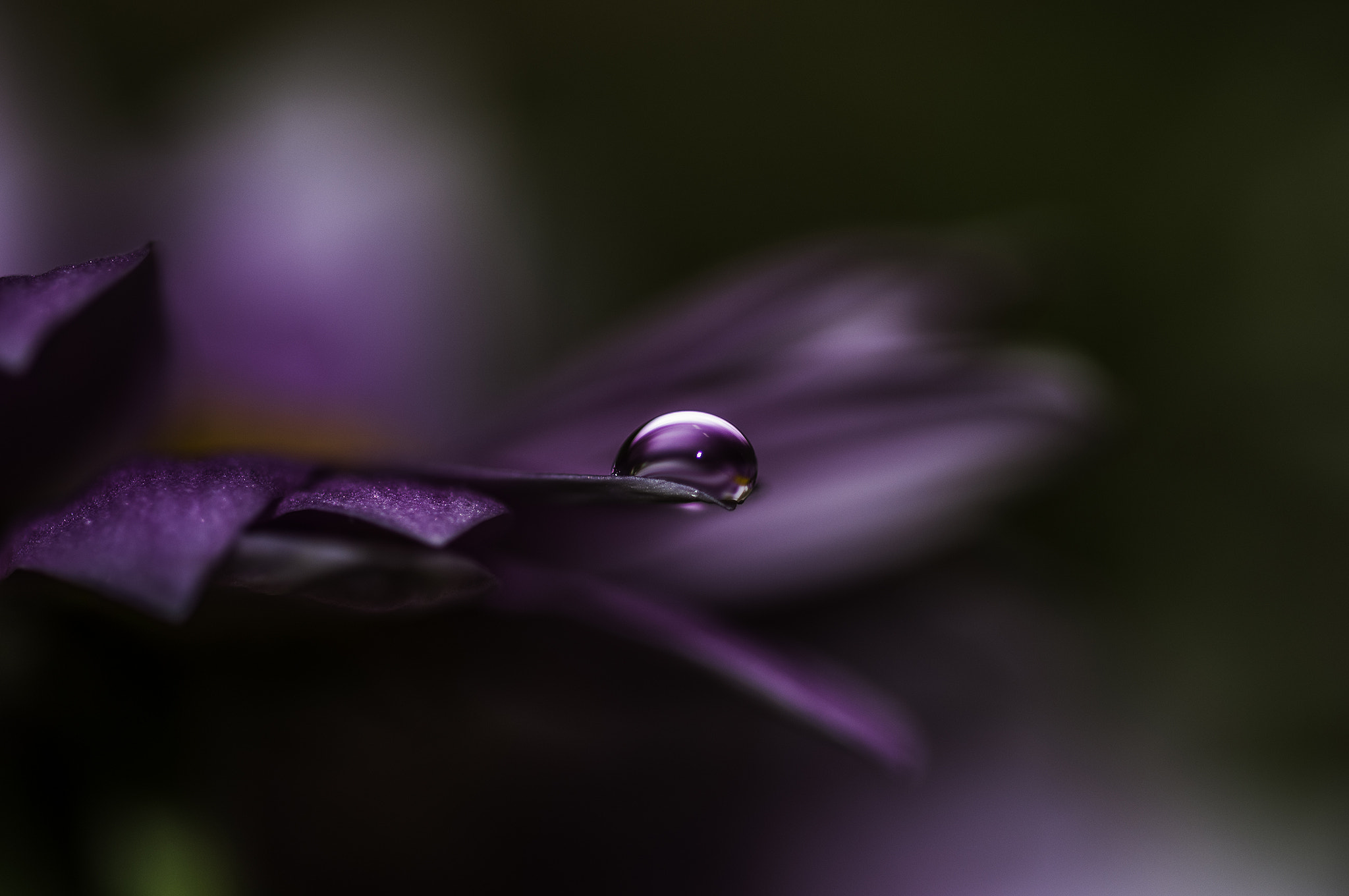 Sigma 105mm F2.8 EX DG OS HSM sample photo. Gota photography