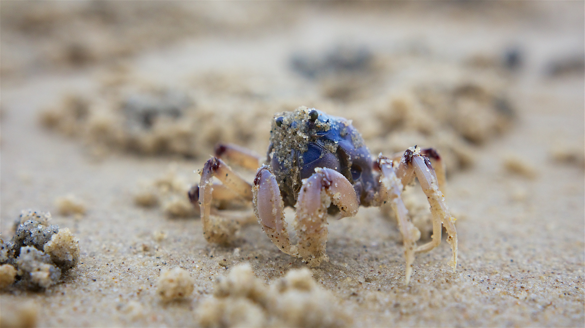 Sigma 18-35mm f/1.8 DC HSM sample photo. Crab closeup photography