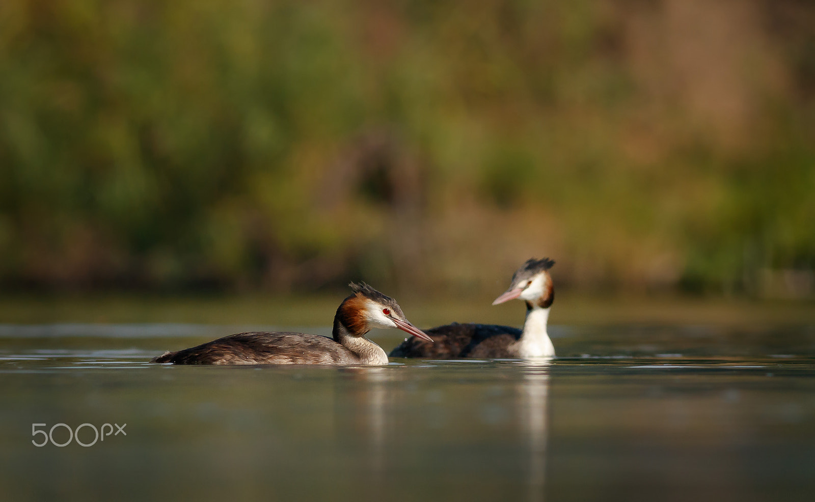 Canon EOS 760D (EOS Rebel T6s / EOS 8000D) + Canon EF 400mm F5.6L USM sample photo. Potápka roháč photography