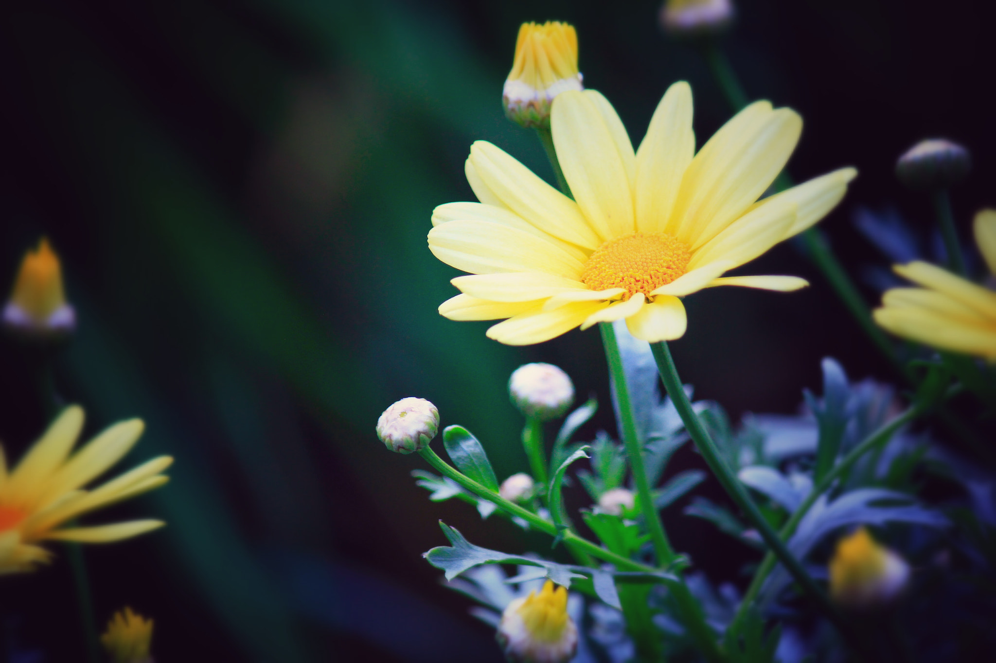 Canon EF-S 55-250mm F4-5.6 IS II sample photo. Yellow photography