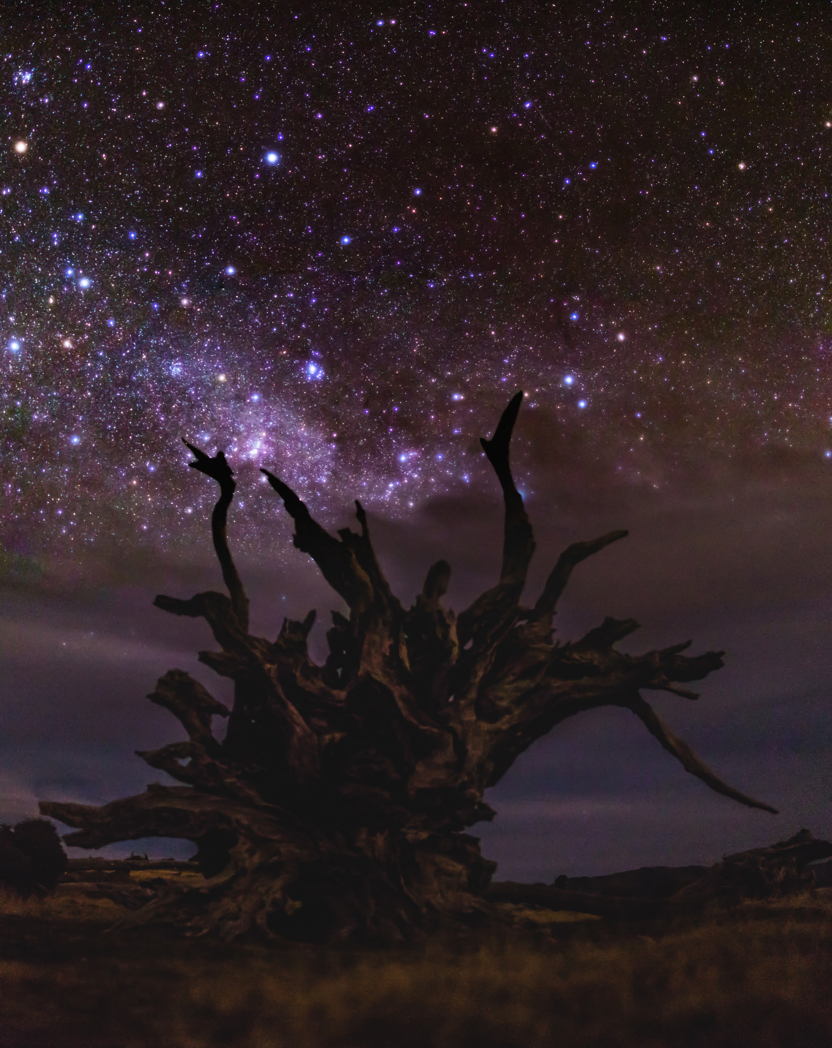 Sigma 30mm F1.4 EX DC HSM sample photo. Starry roots photography