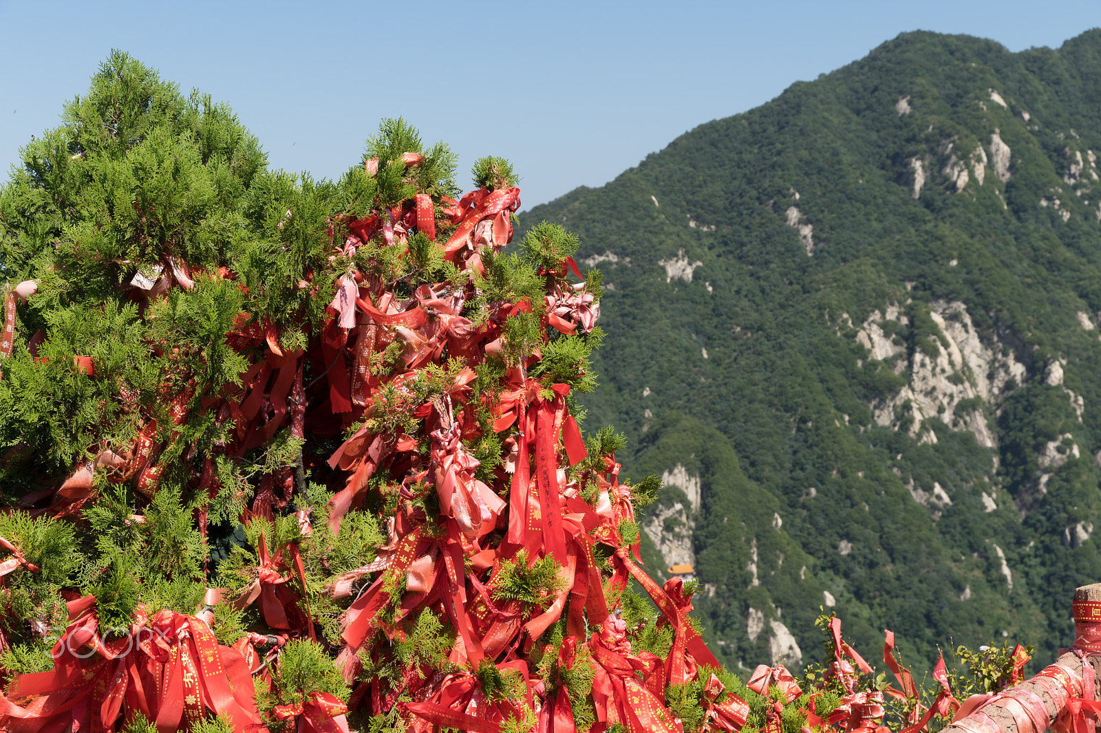 Canon EF 24-70mm F2.8L II USM sample photo. Cuihua mount photography