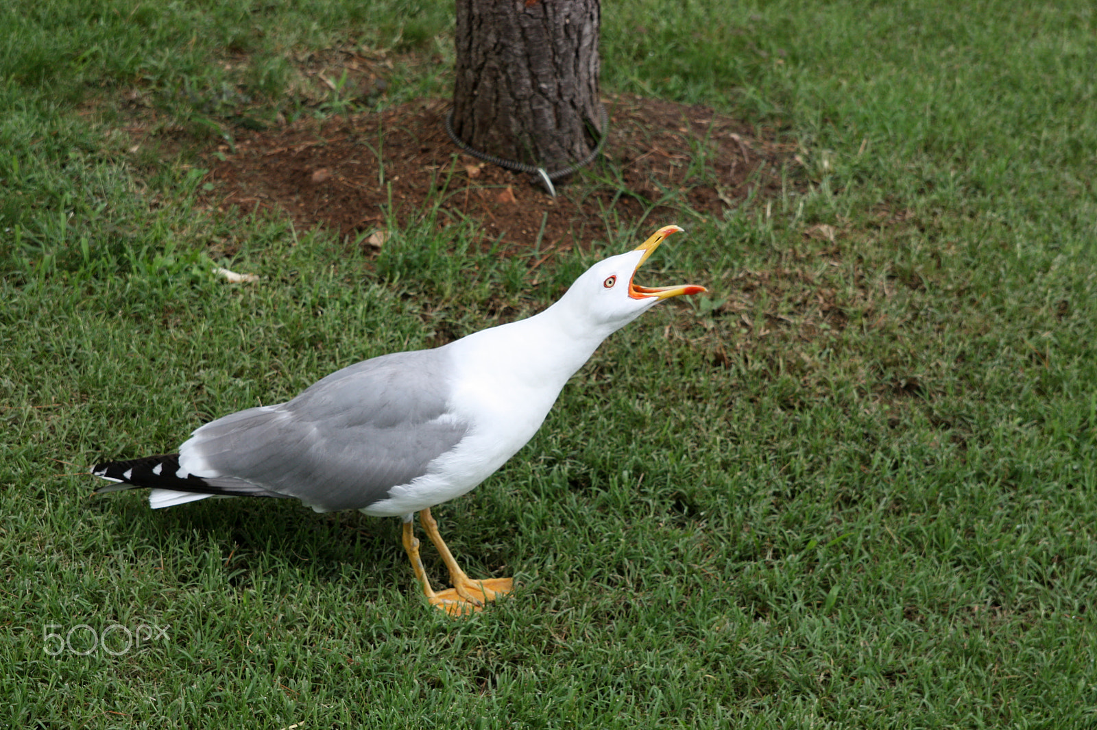 Canon EOS 450D (EOS Rebel XSi / EOS Kiss X2) sample photo. Seagull screaming standing on a lawn grass photography