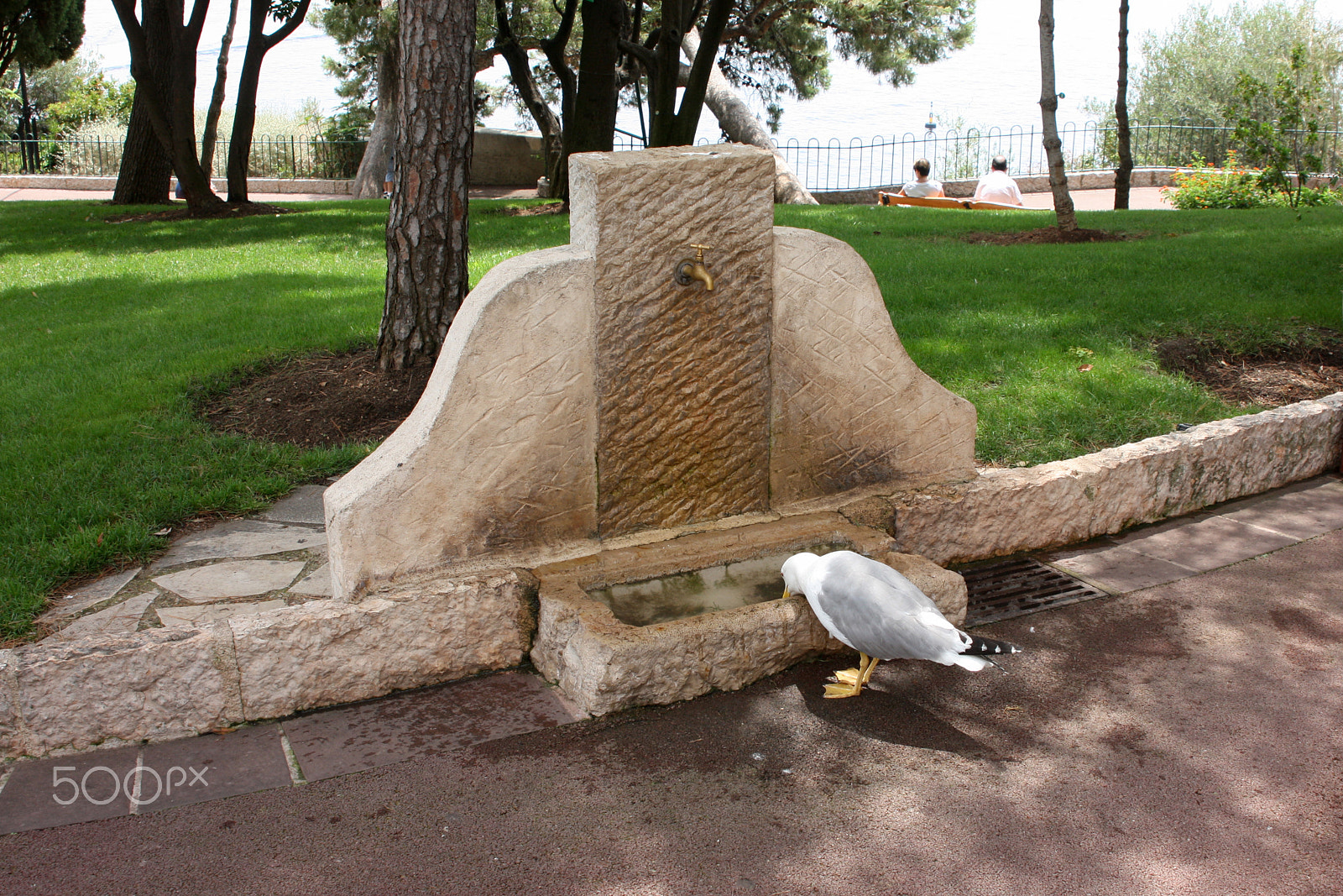 Canon EOS 450D (EOS Rebel XSi / EOS Kiss X2) sample photo. Seagull drinks water from the pump-room photography