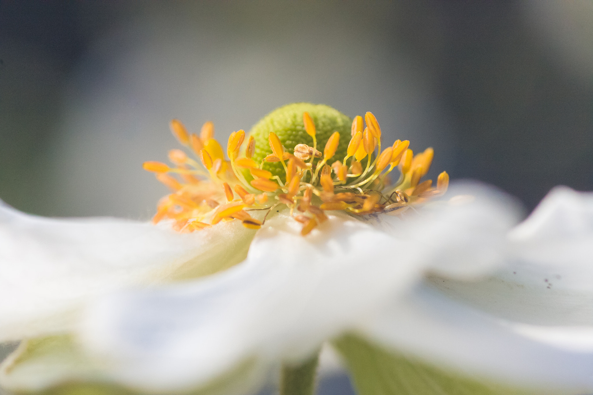 Canon EOS 40D + Tamron SP AF 90mm F2.8 Di Macro sample photo. Anemone photography