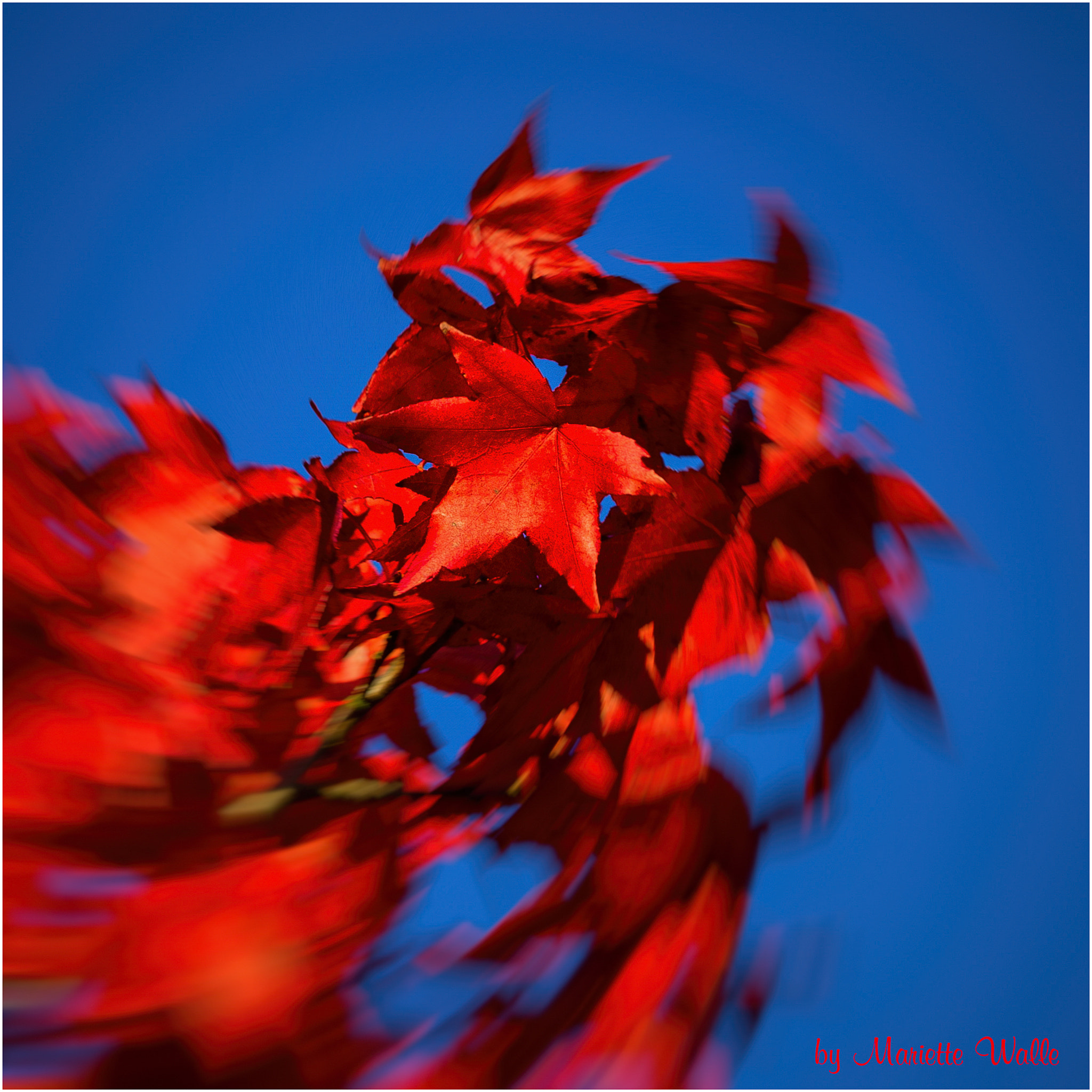 Canon EOS 7D + Canon EF 135mm F2L USM sample photo. The red circle photography