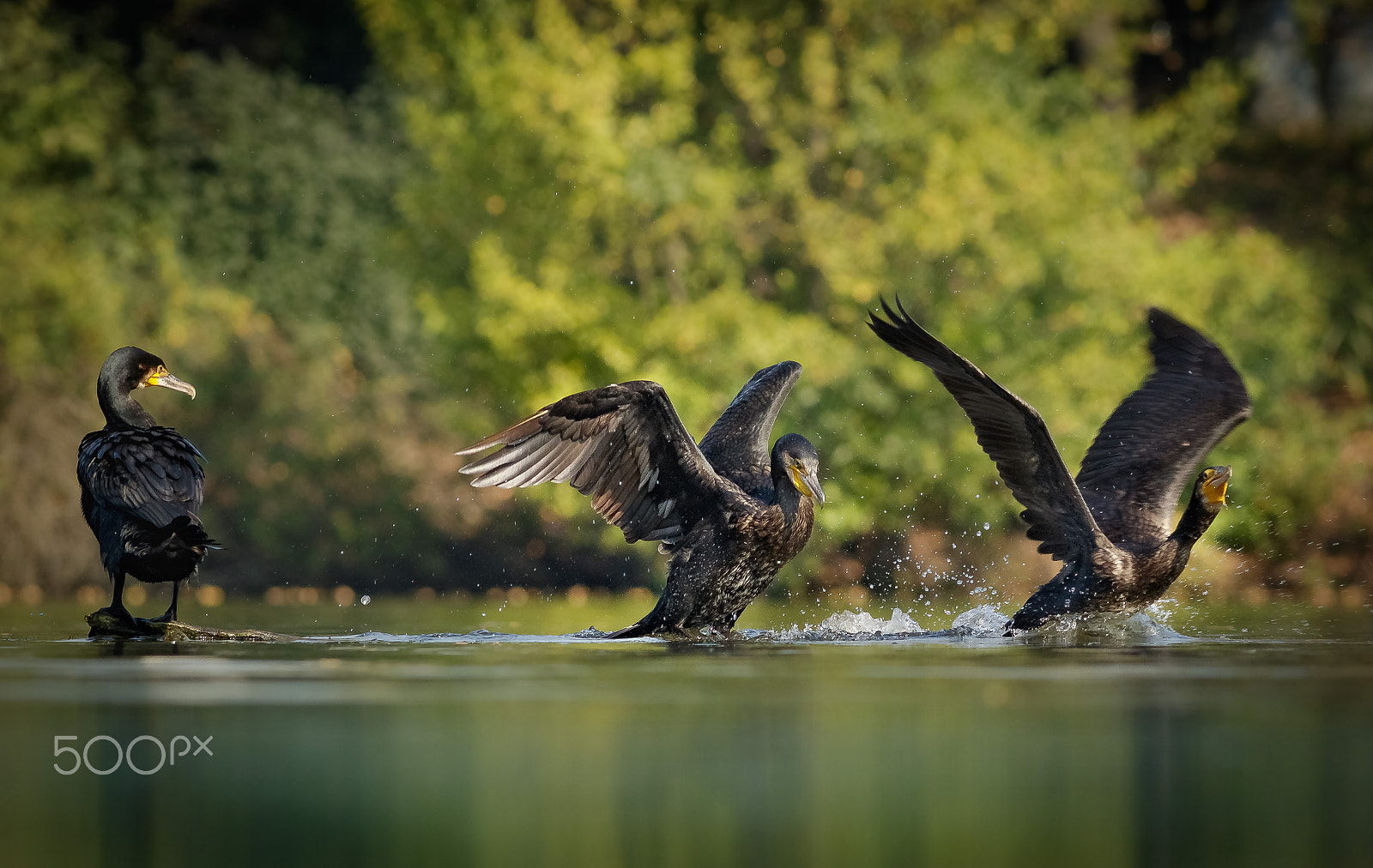 Canon EOS 760D (EOS Rebel T6s / EOS 8000D) + Canon EF 400mm F5.6L USM sample photo. Kormoráni photography