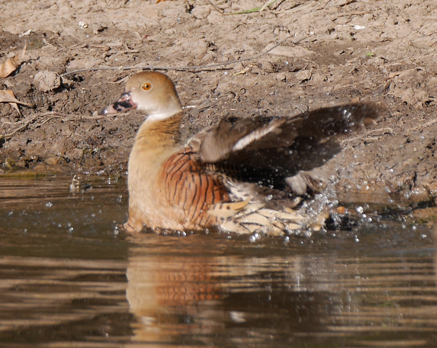 Panasonic Lumix DMC-GX7 + LEICA DG 100-400/F4.0-6.3 sample photo. P photography