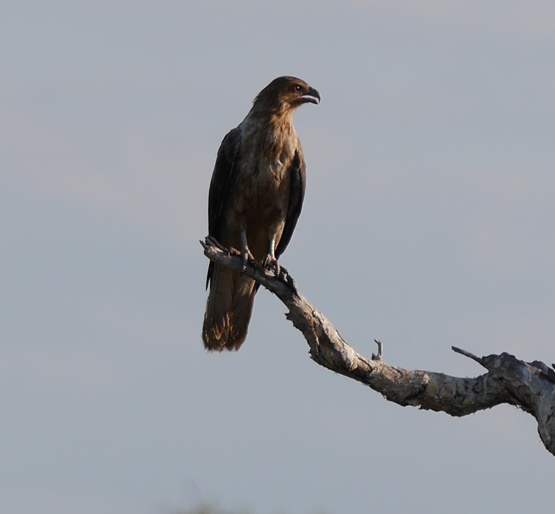 Panasonic Lumix DMC-GX7 + LEICA DG 100-400/F4.0-6.3 sample photo. P photography