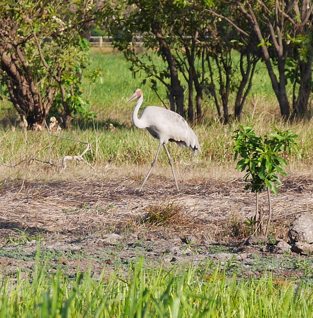 Panasonic Lumix DMC-GX7 + LEICA DG 100-400/F4.0-6.3 sample photo. P photography