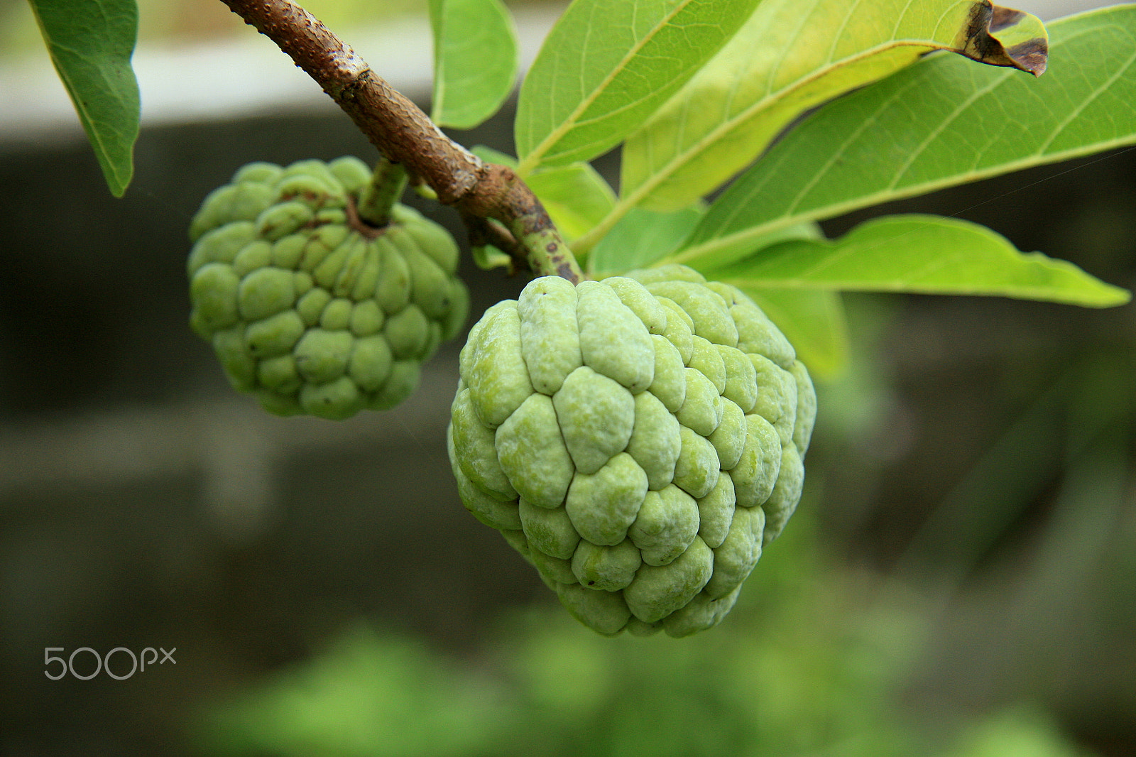 Canon EF-S 17-85mm F4-5.6 IS USM sample photo. Custard apple photography