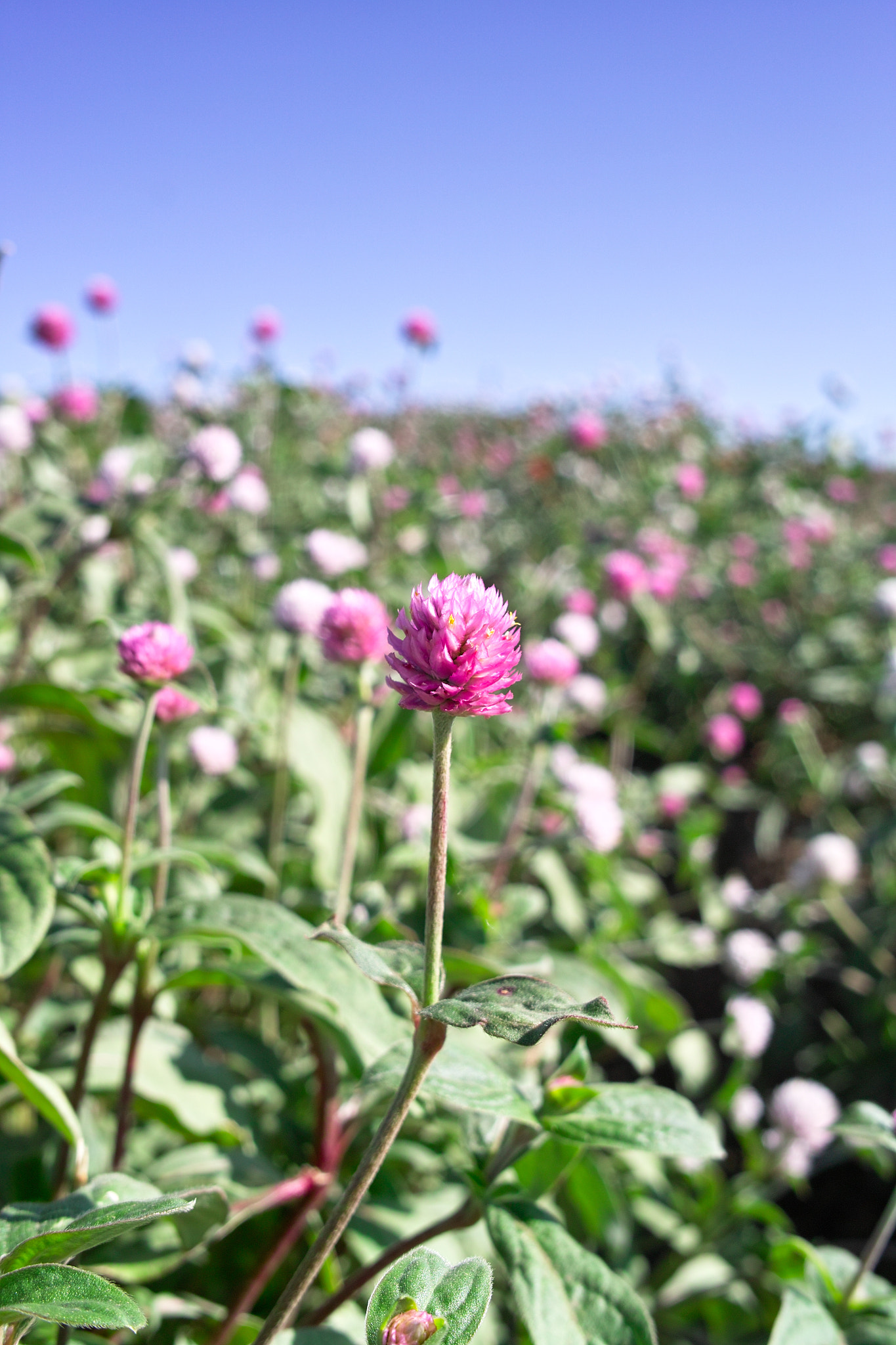 Sigma DP2x sample photo. Globe amaranth 千日紅 photography