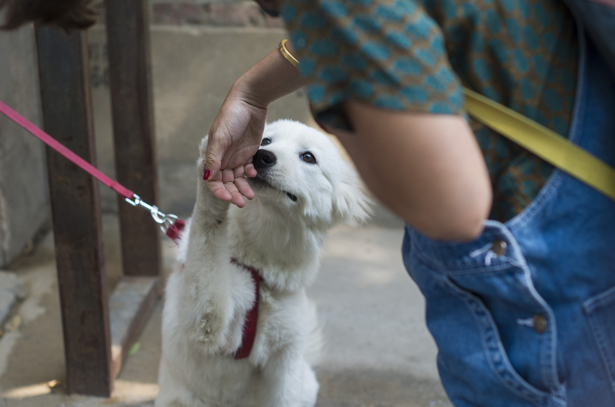 Pentax K-30 + smc PENTAX-F 50mm F1.7 sample photo. Dog and woman photography