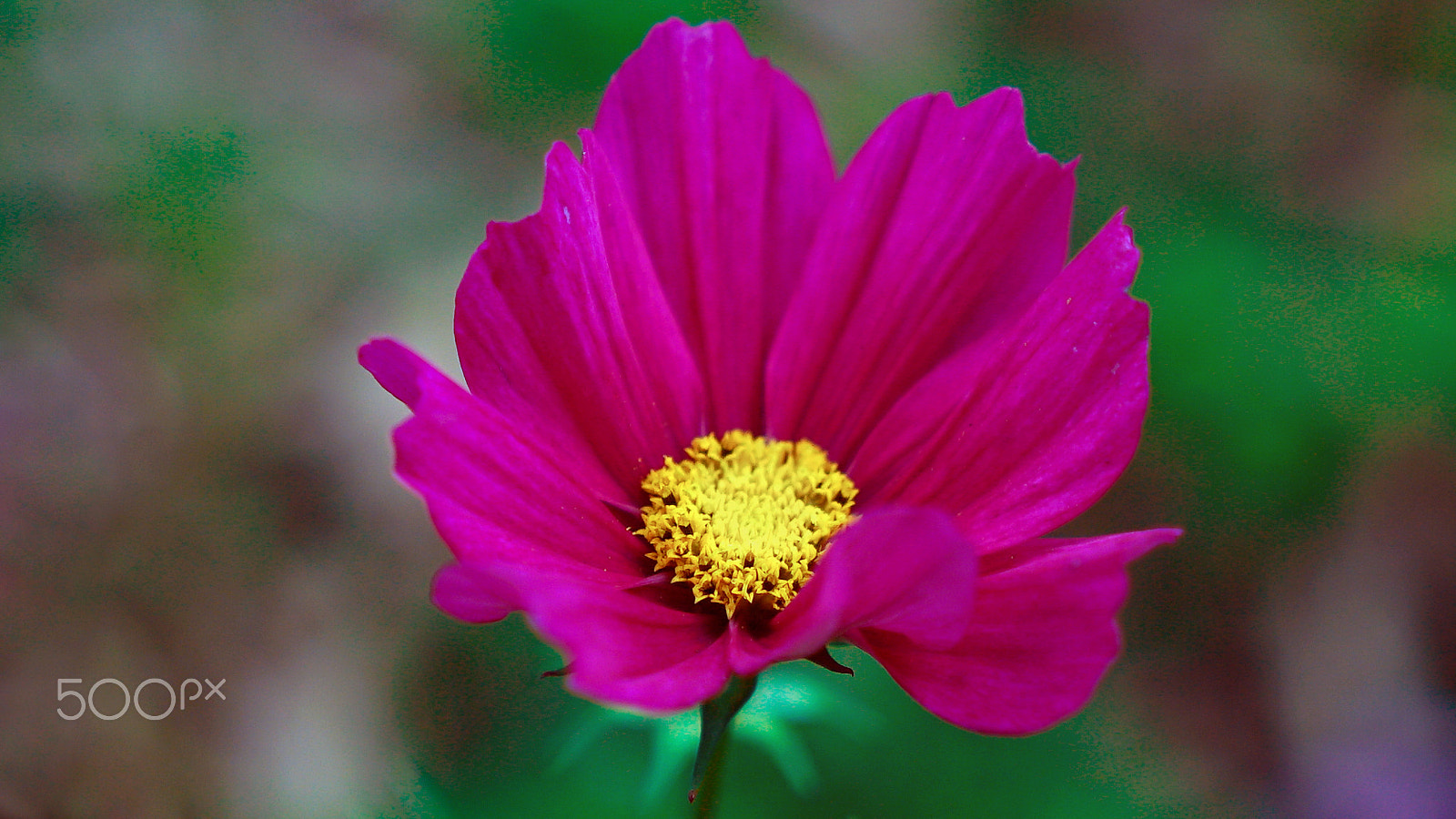 Sony a7S II + Sony FE 24-70mm F2.8 GM sample photo. Welcome to your life photography