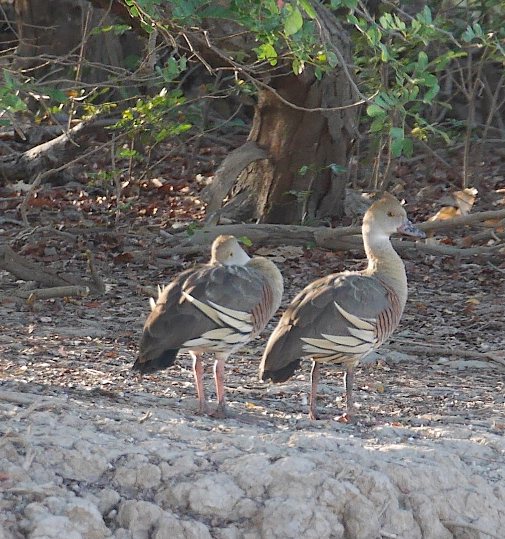 Panasonic Lumix DMC-GX7 + LEICA DG 100-400/F4.0-6.3 sample photo. P photography