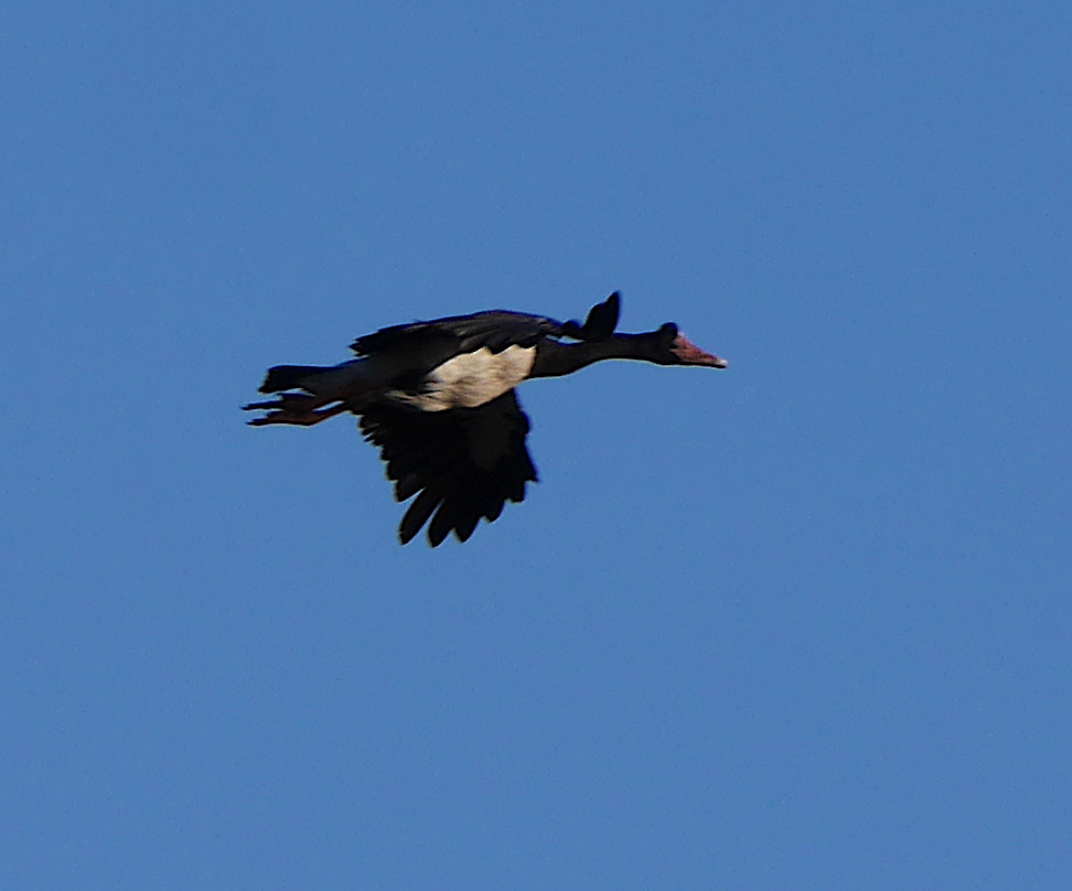 LEICA DG 100-400/F4.0-6.3 sample photo. P photography