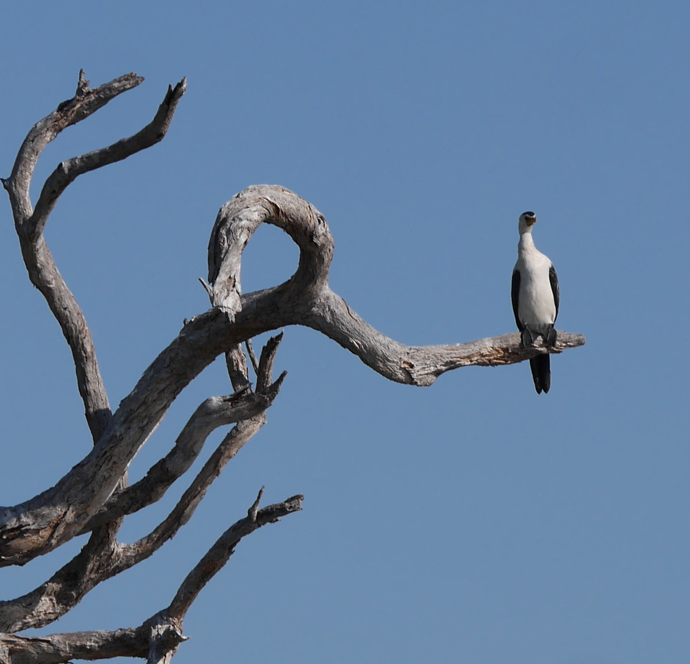 Panasonic Lumix DMC-GX7 + LEICA DG 100-400/F4.0-6.3 sample photo. P photography