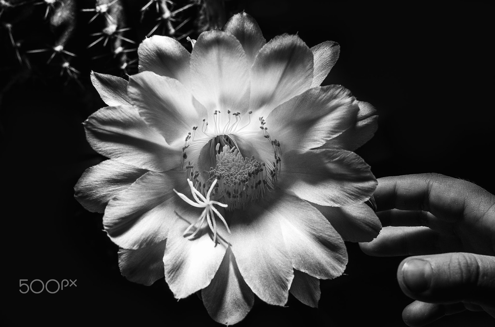 smc PENTAX-FA 50mm F1.7 sample photo. Echinops cactus flower photography