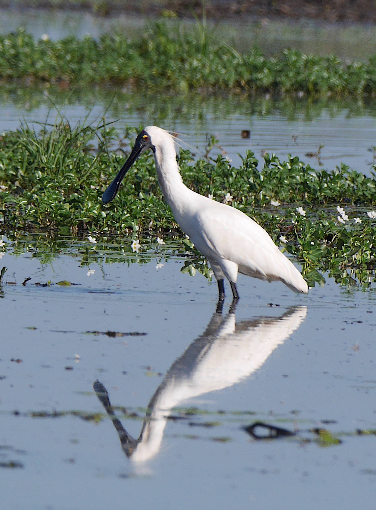 Panasonic Lumix DMC-GX7 + LEICA DG 100-400/F4.0-6.3 sample photo. Spoonbill on yellow water photography