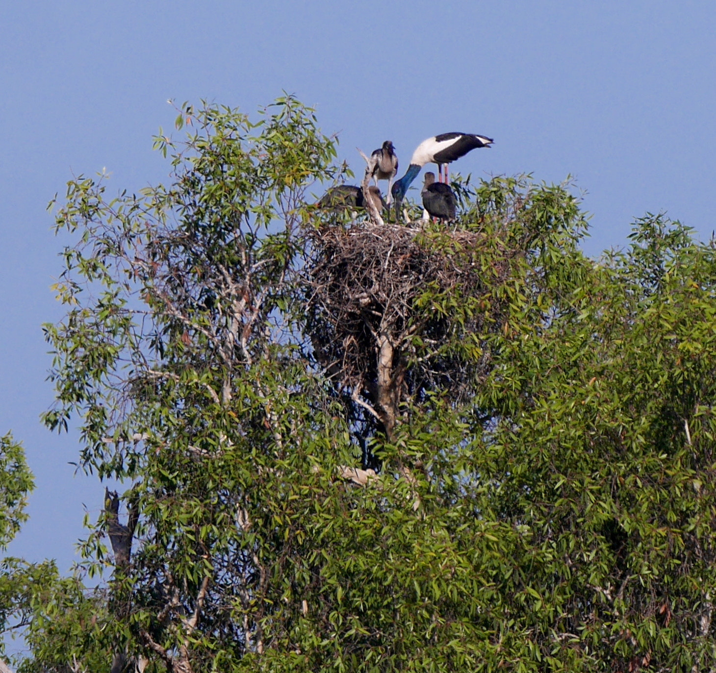 Panasonic Lumix DMC-GX7 + LEICA DG 100-400/F4.0-6.3 sample photo. P photography