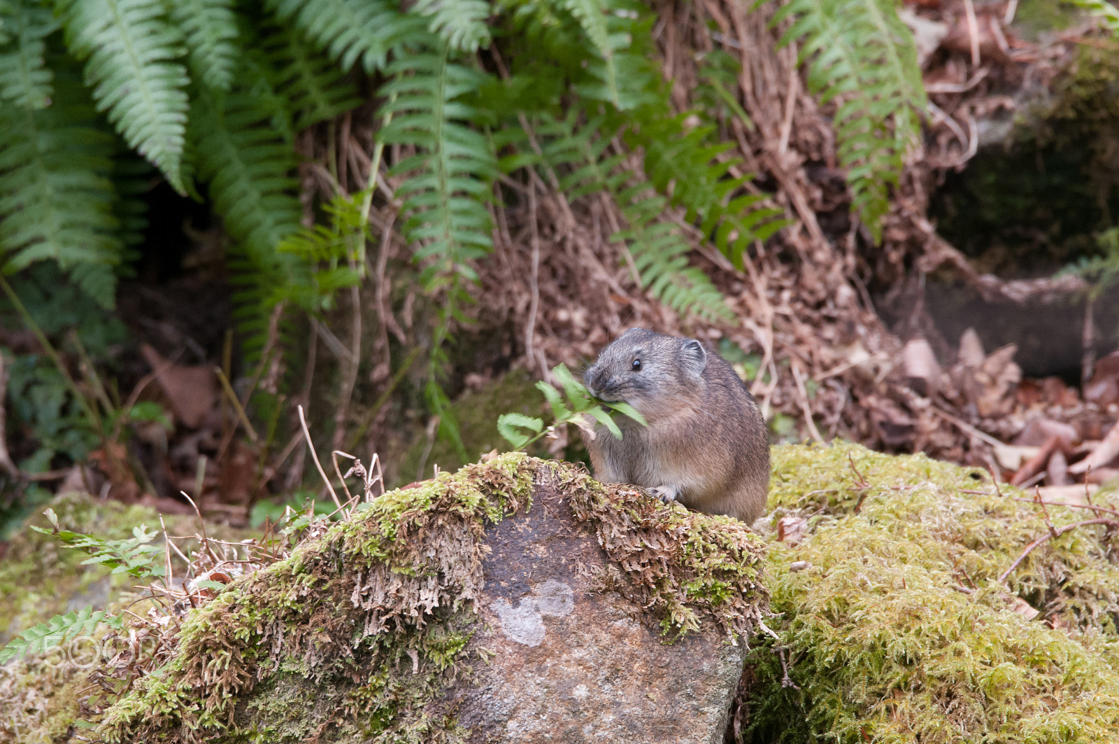 Sigma 150-600mm F5-6.3 DG OS HSM | S sample photo. Pika. photography