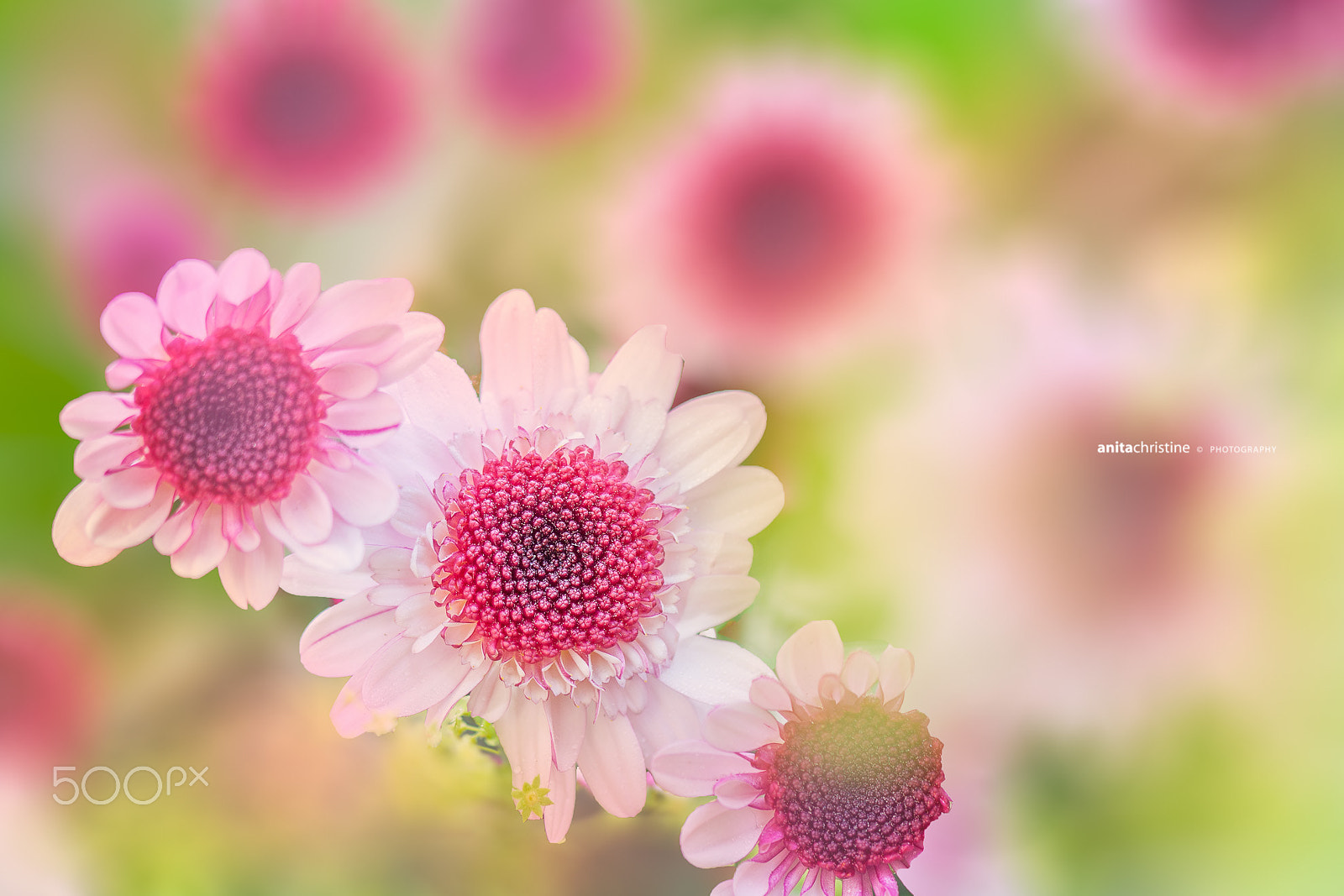 Canon EF 100mm F2.8 Macro USM sample photo. Lovely mums photography
