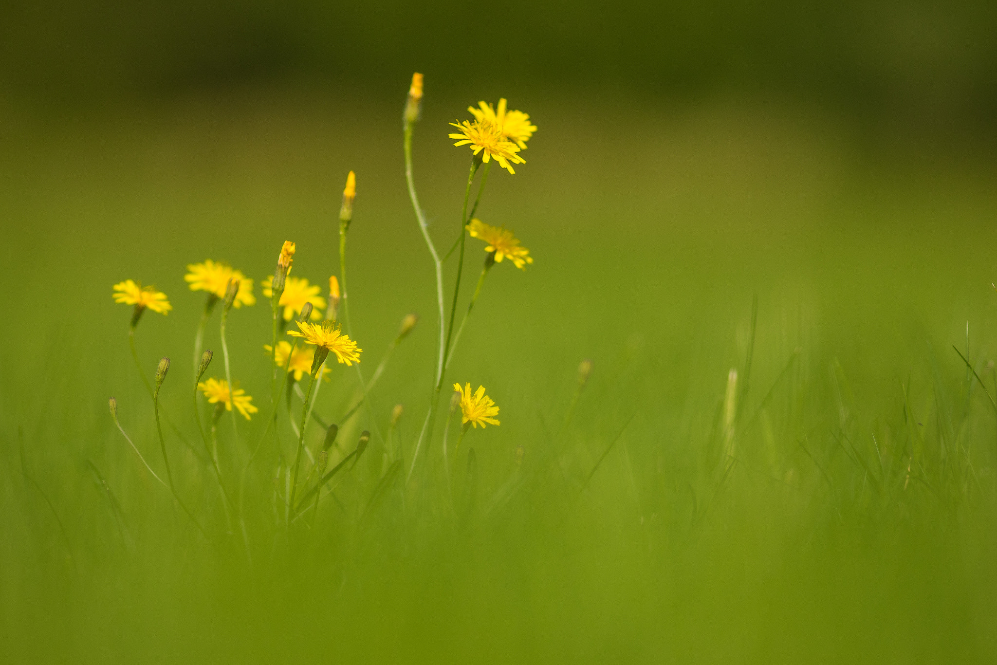 Canon EOS 7D Mark II + Canon EF 135mm F2L USM sample photo. Yellow flowers-:-) photography