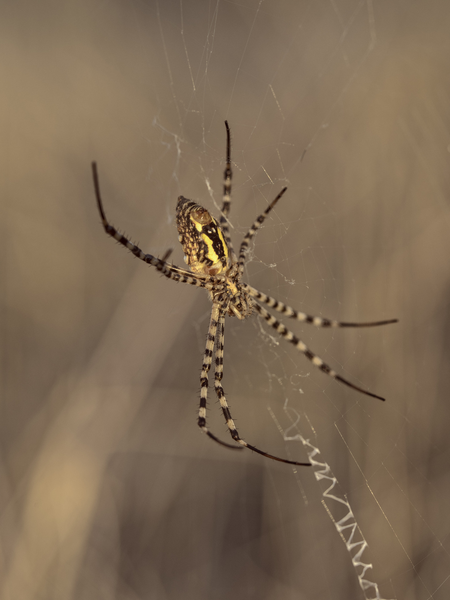 HD Pentax D FA 645 Macro 90mm F2.8 ED AW SR sample photo. Spider light photography