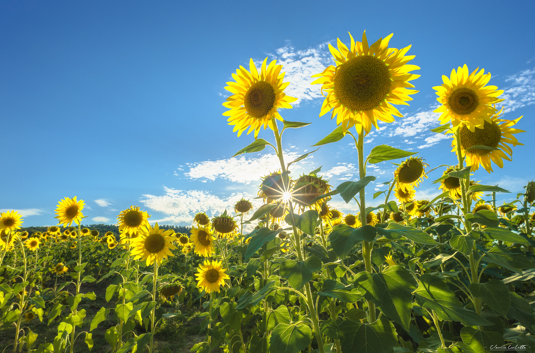 Nikon Df + Nikon AF Nikkor 20mm F2.8D sample photo. Sunflowers photography