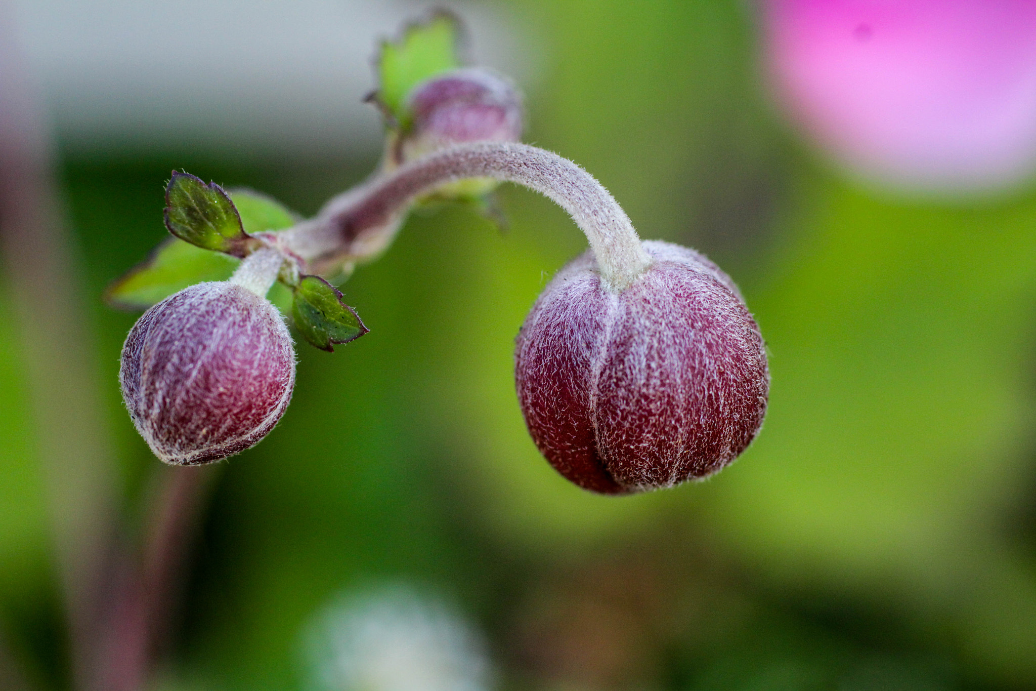 Canon EF 50mm F2.5 Macro sample photo. Spring flower photography