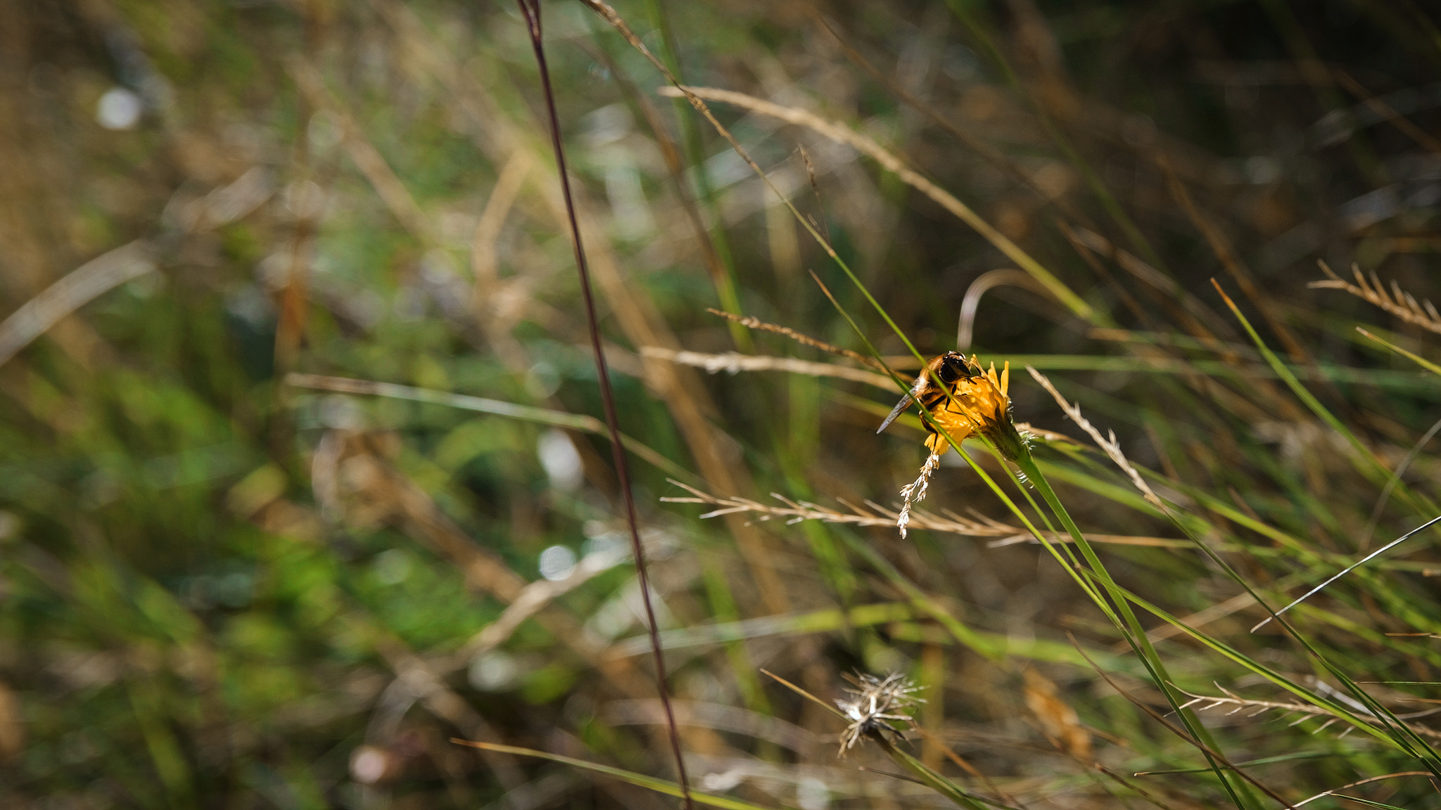 Sigma 17-50mm F2.8 EX DC HSM sample photo. Bee photography