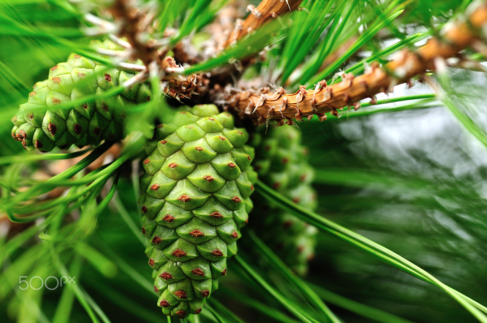 Nikon D300 + Sigma 150mm F2.8 EX DG OS Macro HSM sample photo. Young pinecone photography