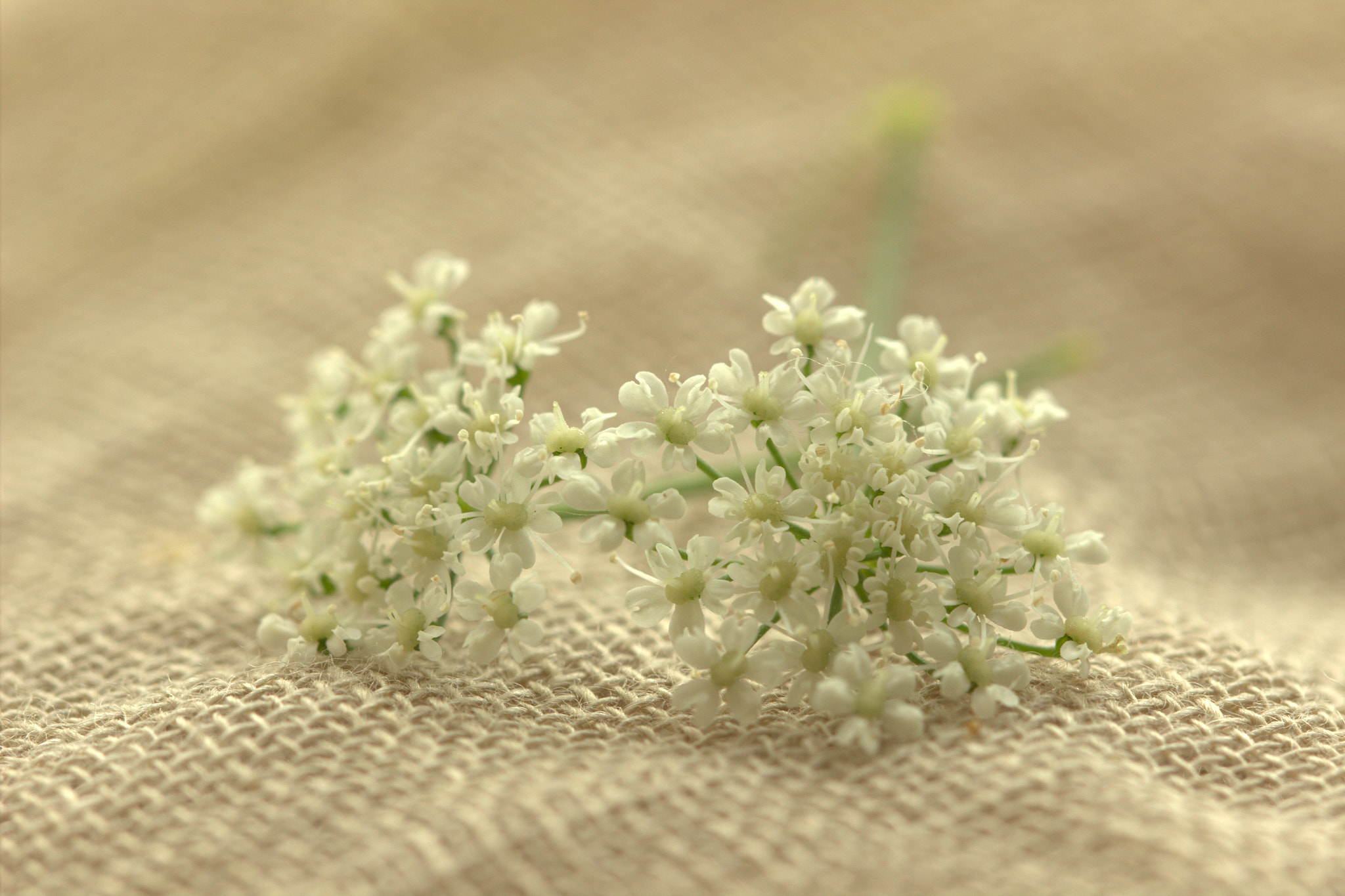 Canon EF 100mm F2.8L Macro IS USM sample photo. Easy day photography