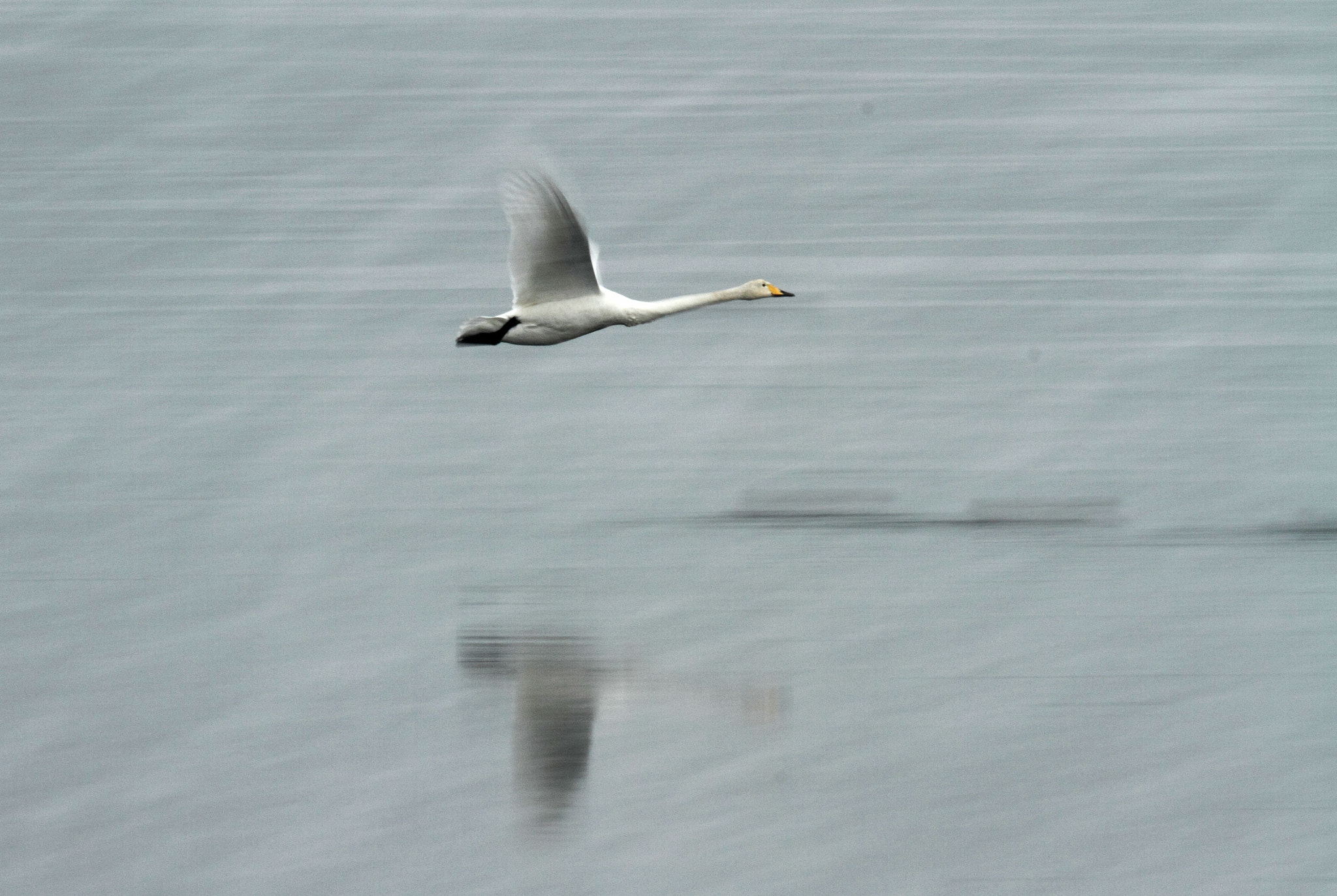 Canon EF 400mm F2.8L IS USM sample photo. 天鹅 photography
