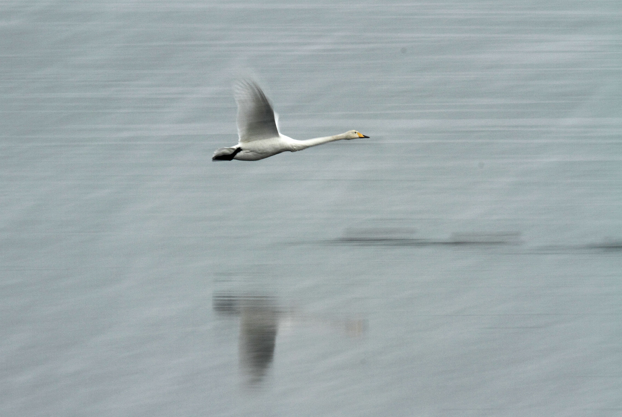 Canon EOS 7D + Canon EF 400mm F2.8L IS USM sample photo. 天鹅 photography