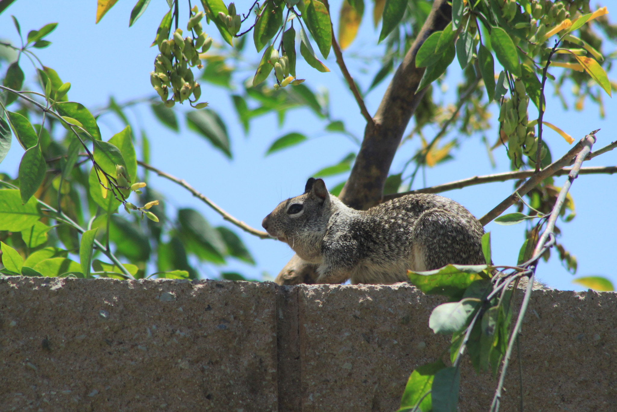 Canon EOS 500D (EOS Rebel T1i / EOS Kiss X3) + EF75-300mm f/4-5.6 sample photo. Ardilla - descansando photography