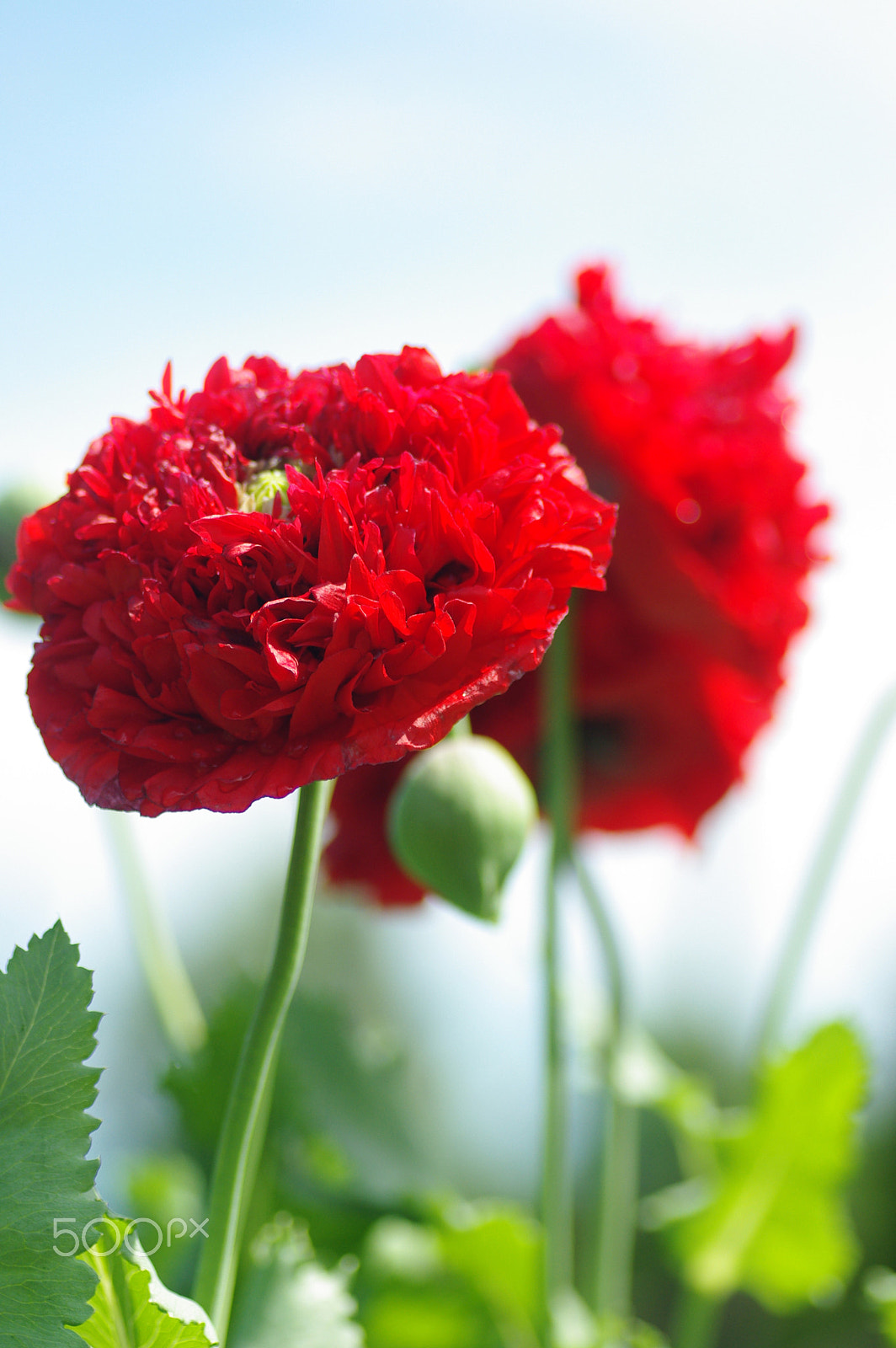 Pentax K200D sample photo. Red poppies photography