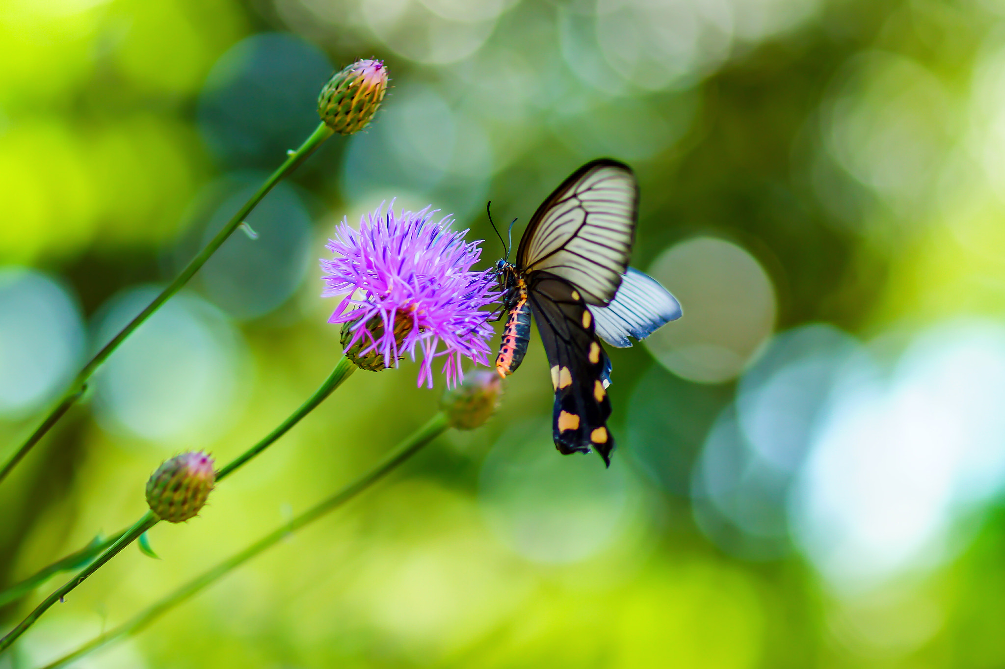 Sony SLT-A58 + Tamron SP AF 90mm F2.8 Di Macro sample photo. Butterfly on serratula coronata photography