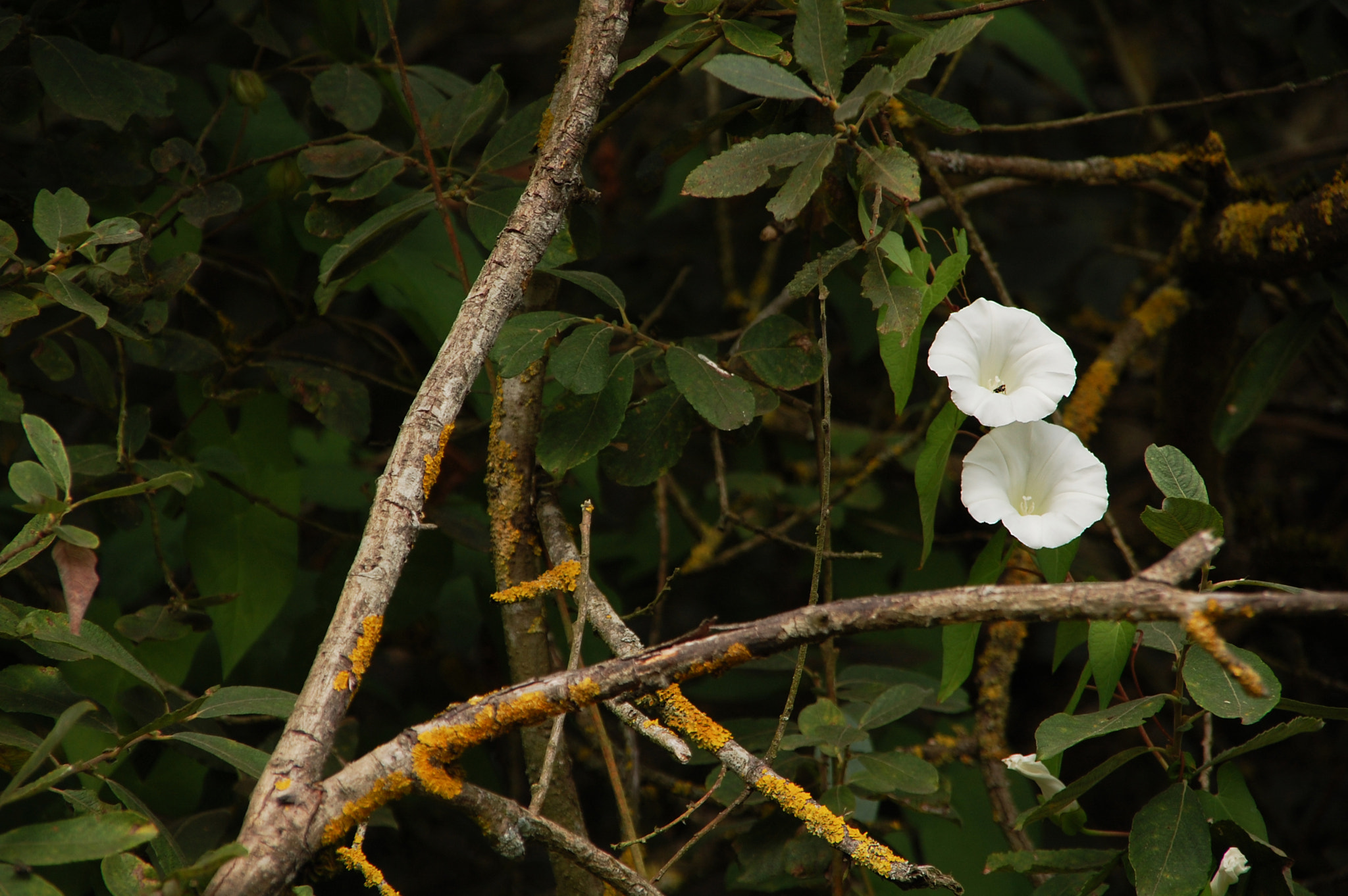 Nikon D40 + Sigma 18-200mm F3.5-6.3 DC sample photo. Partners photography
