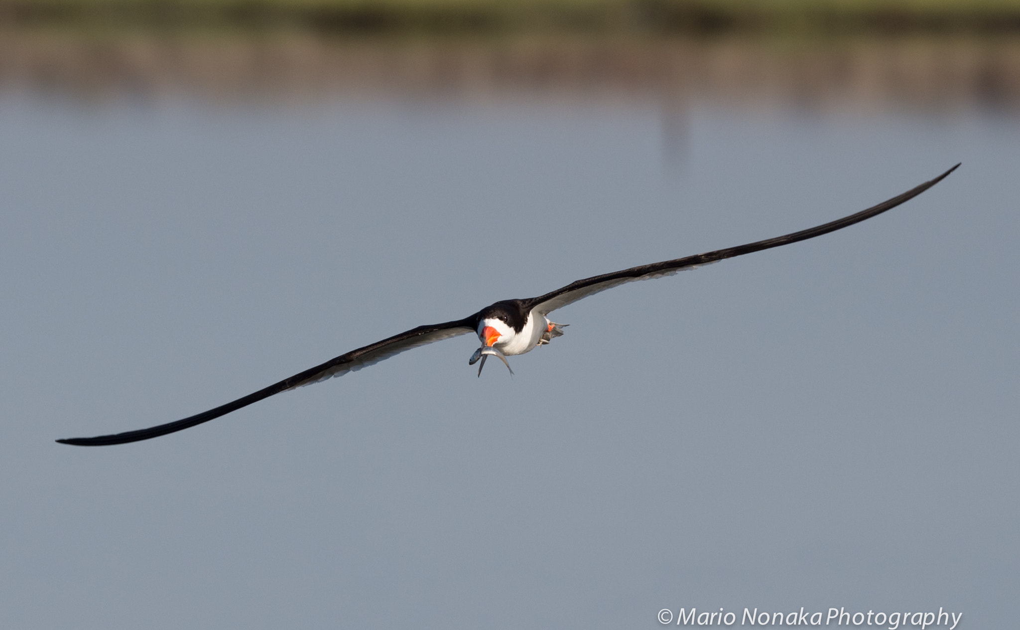 Sigma 150-600mm F5-6.3 DG OS HSM | S sample photo. Black skimmer photography