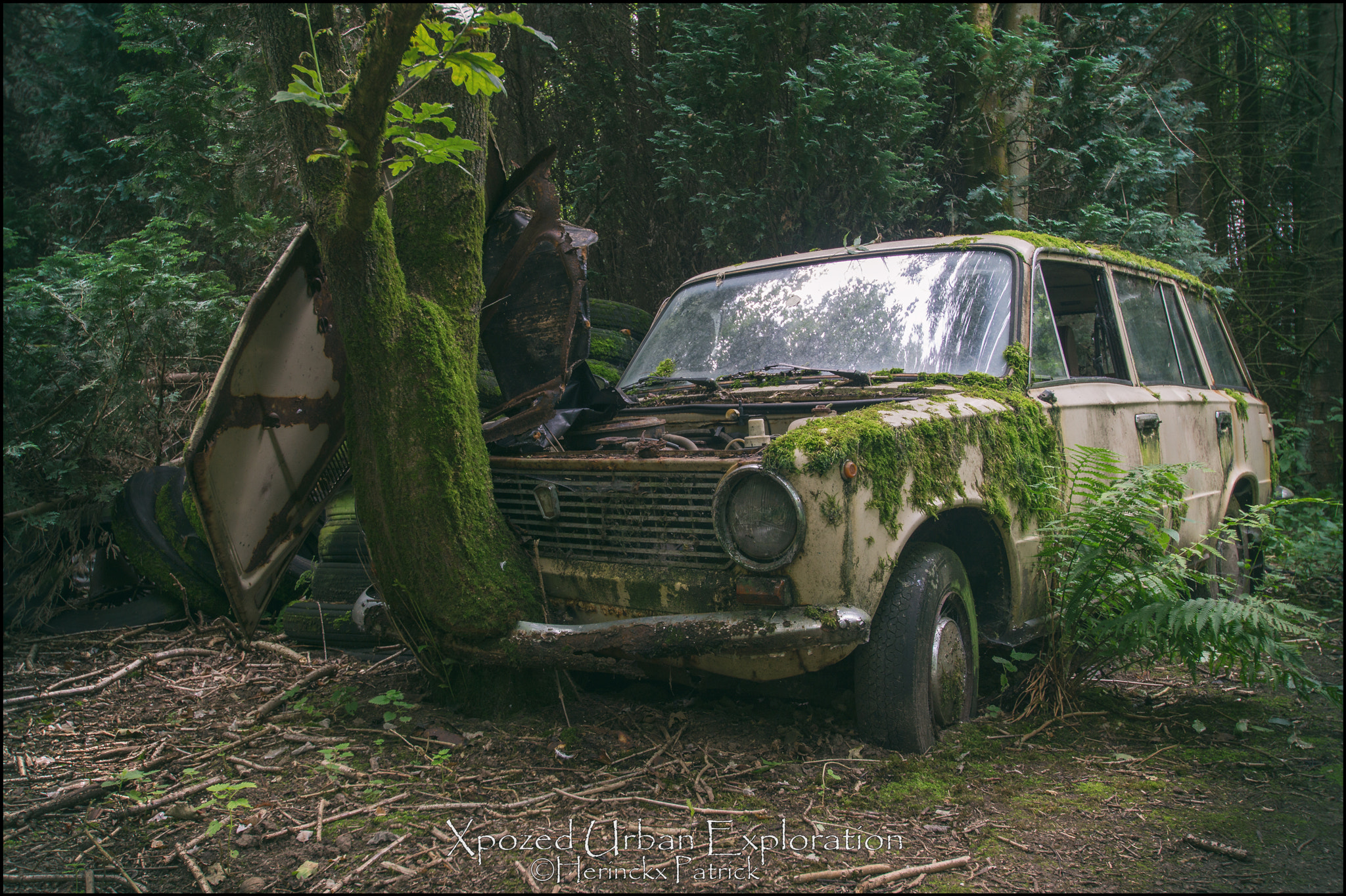 Sony SLT-A77 sample photo. Lost in the woods photography