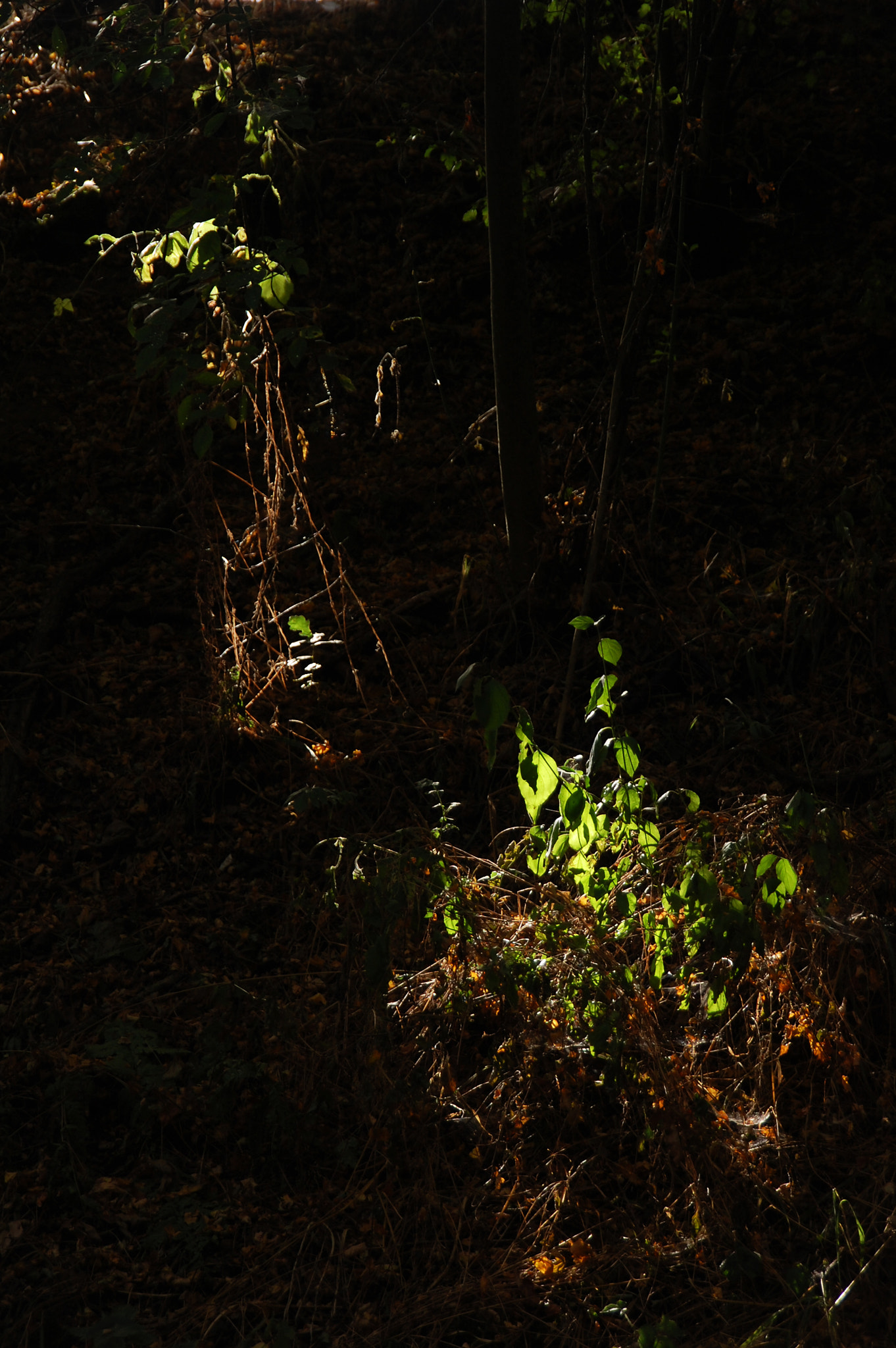 Nikon D40 + Sigma 18-200mm F3.5-6.3 DC sample photo. Play with the sunlight photography