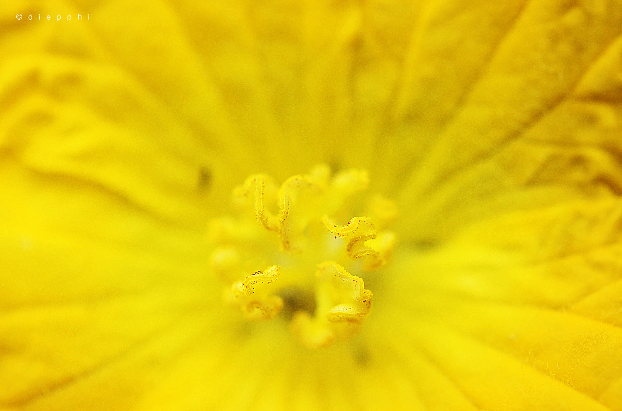Nikon AF-S Micro-Nikkor 60mm F2.8G ED sample photo. Hoa muop photography