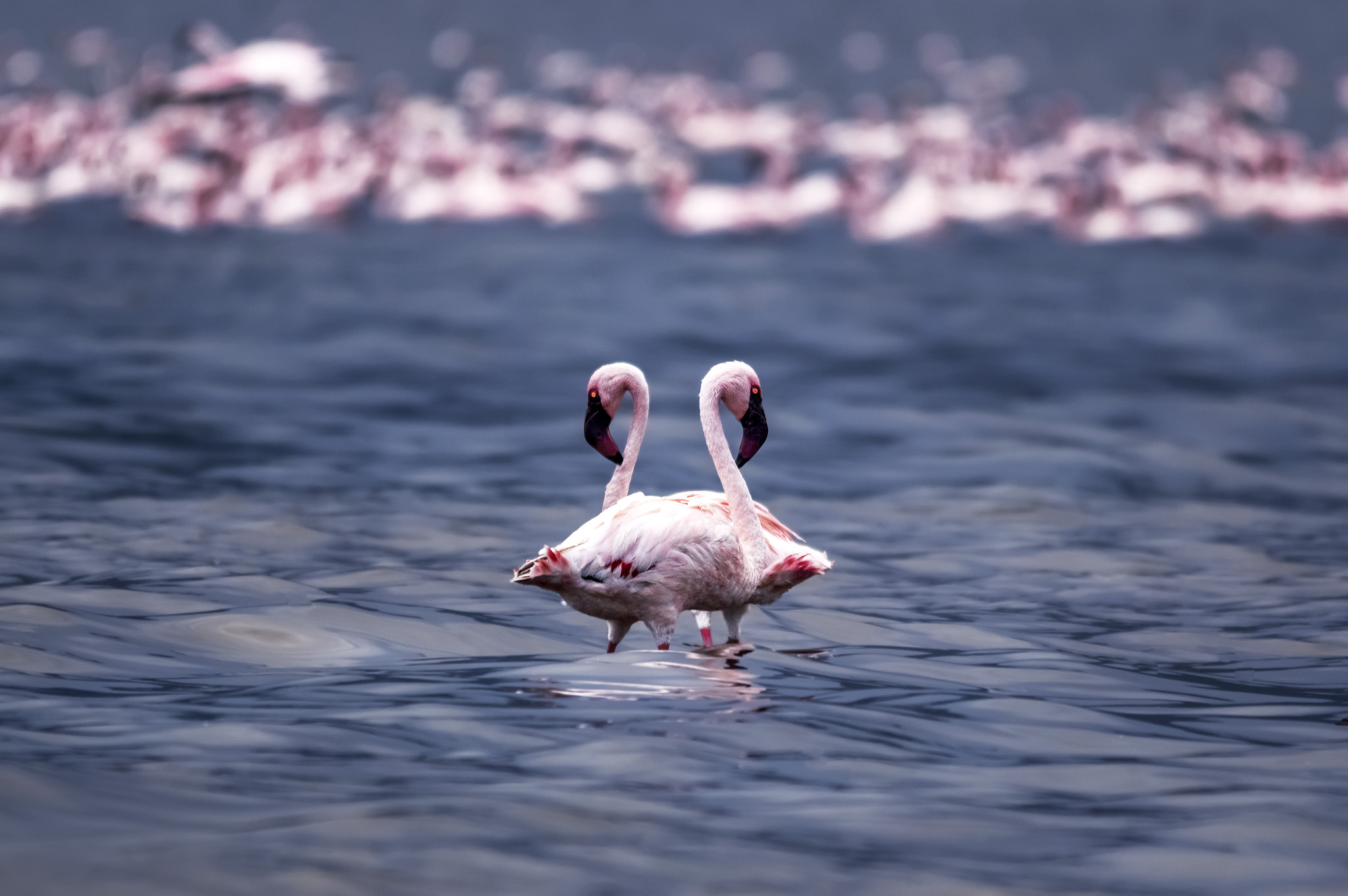 Sigma 150-500mm F5-6.3 DG OS HSM sample photo. Destiny photography
