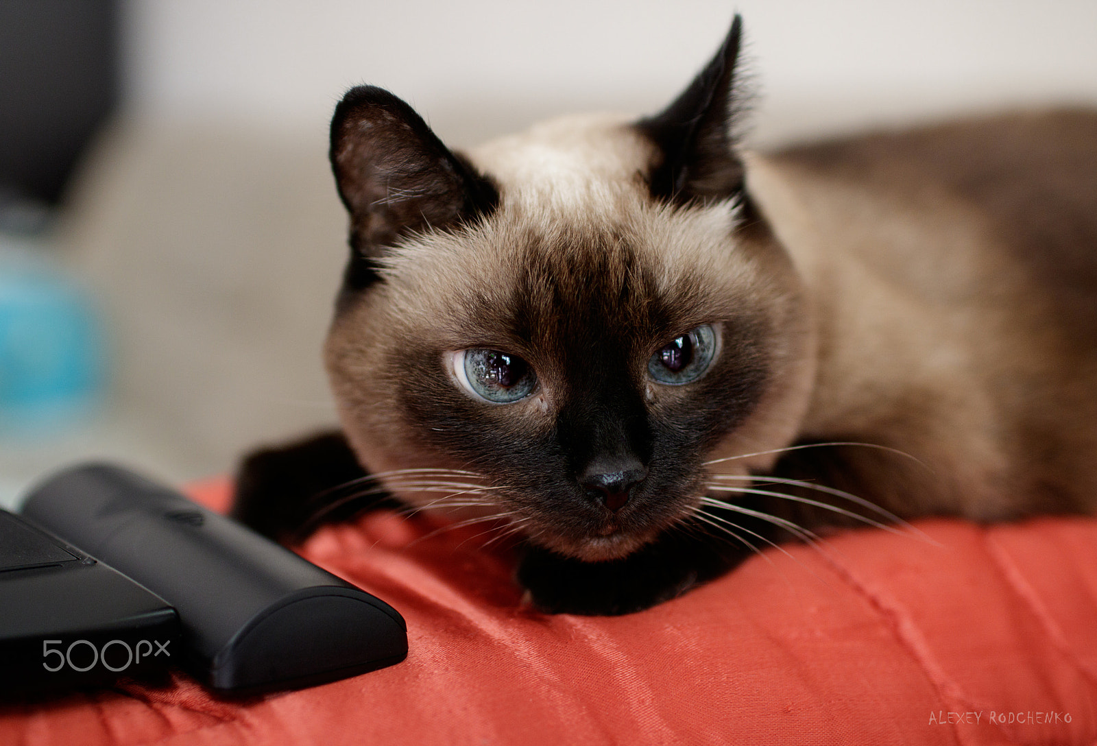 Sigma 30mm F1.4 EX DC HSM sample photo. Eyes of the thai cat photography
