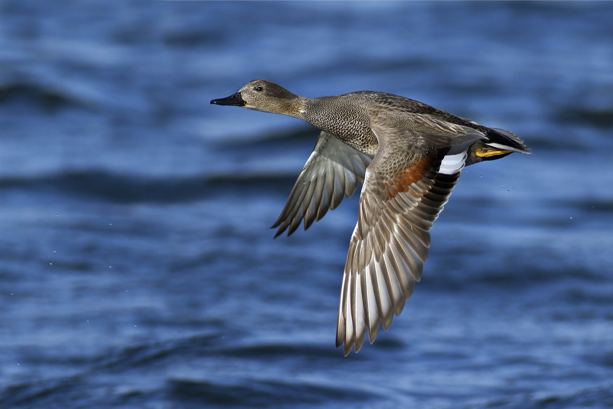 Canon EF 300mm f/2.8L + 2x sample photo. Gadwall photography